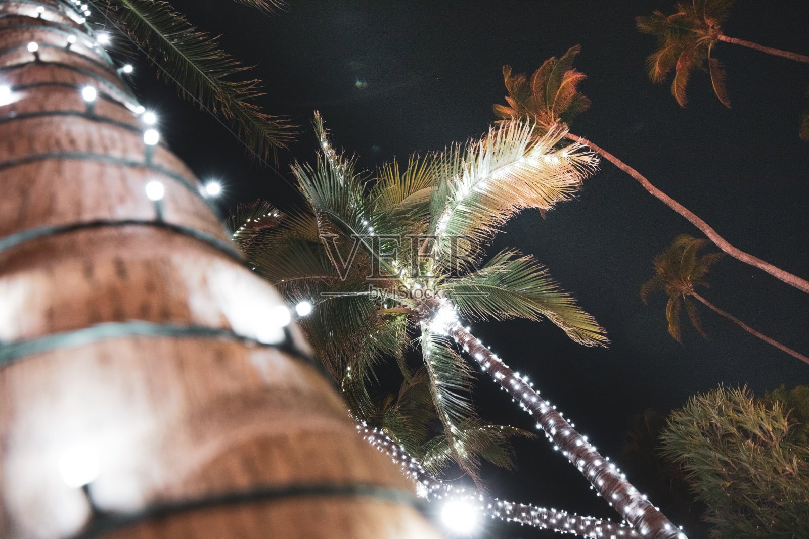 迈阿密海滩棕榈树上的Led灯照片摄影图片