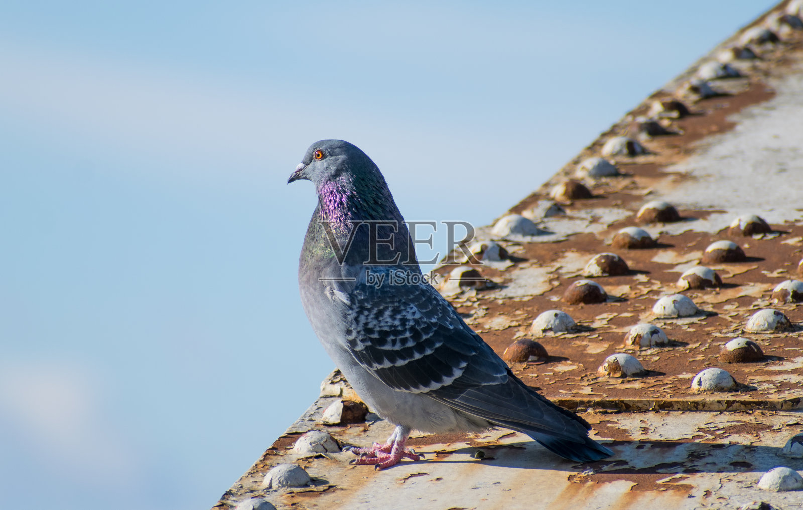 一只鸽子独自站在一座生锈的桥上照片摄影图片