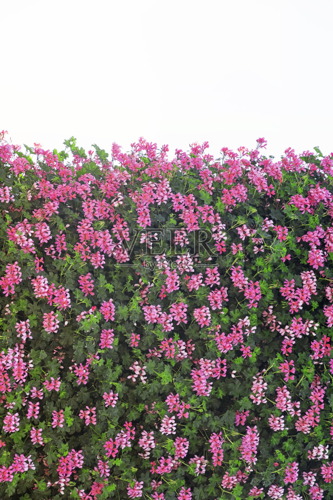 完美的花墙孤立照片摄影图片