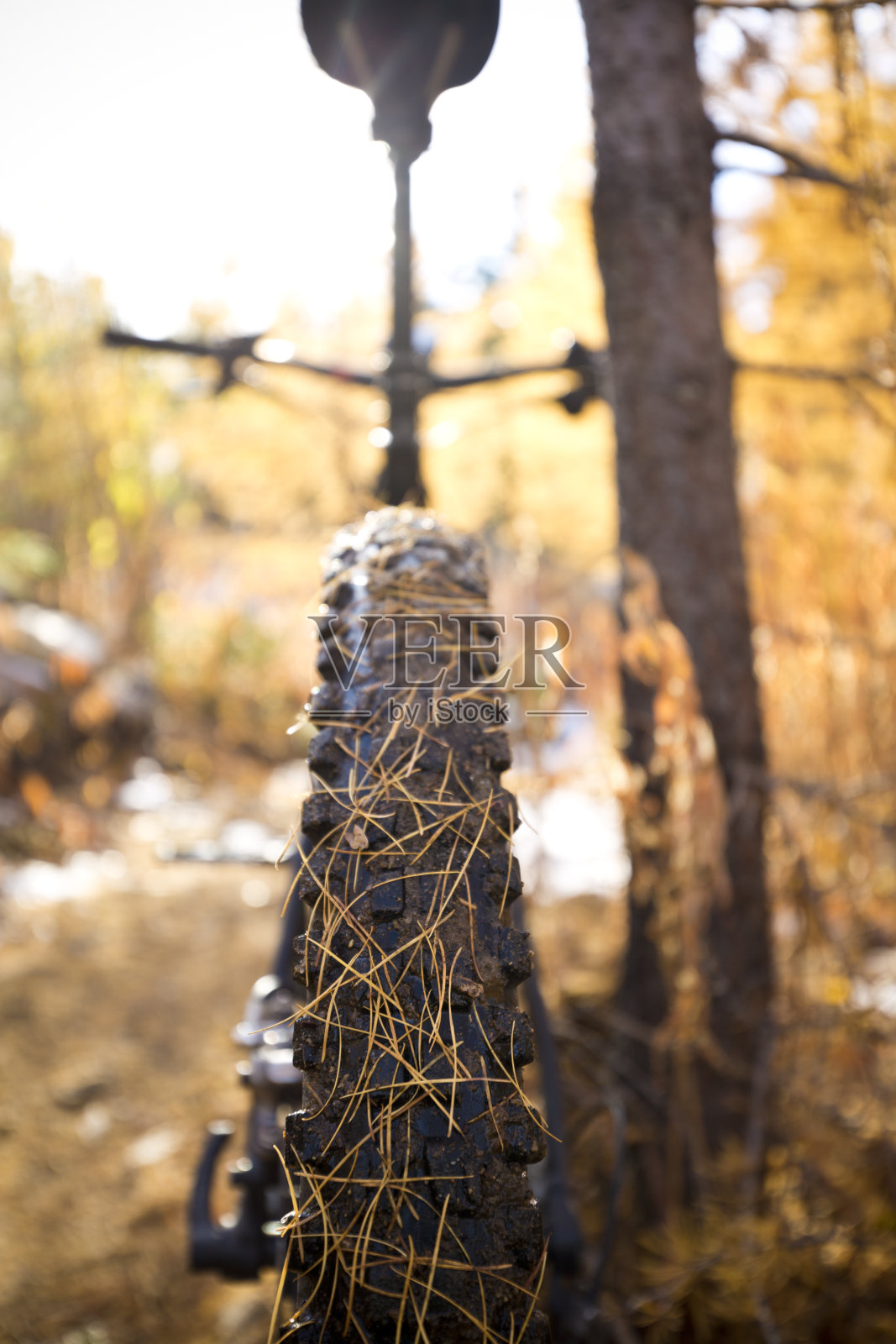 山地车轮胎与落叶松针照片摄影图片