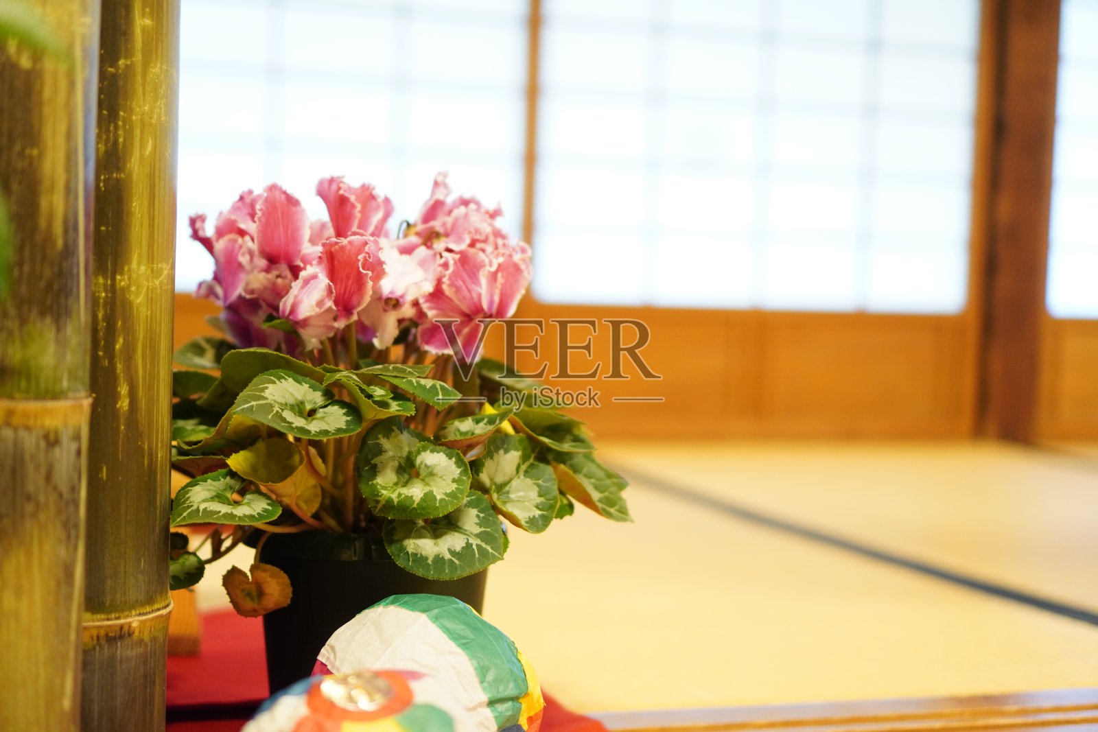 仙客来照片摄影图片