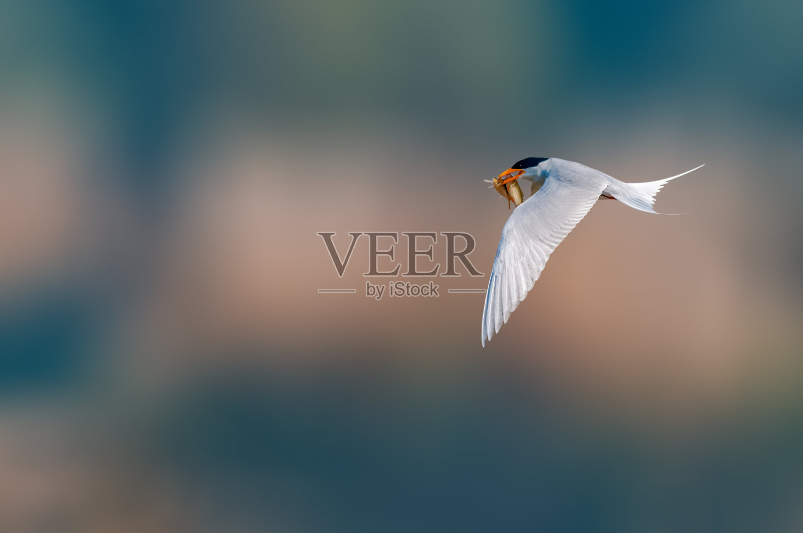 河燕鸥照片摄影图片