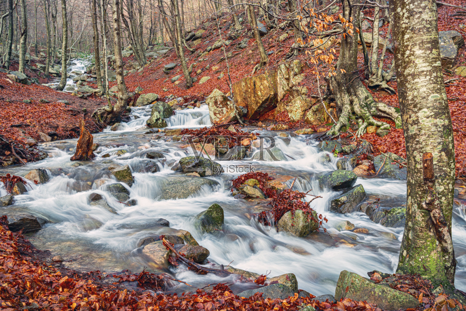 冬天山毛榉林中的一条河照片摄影图片