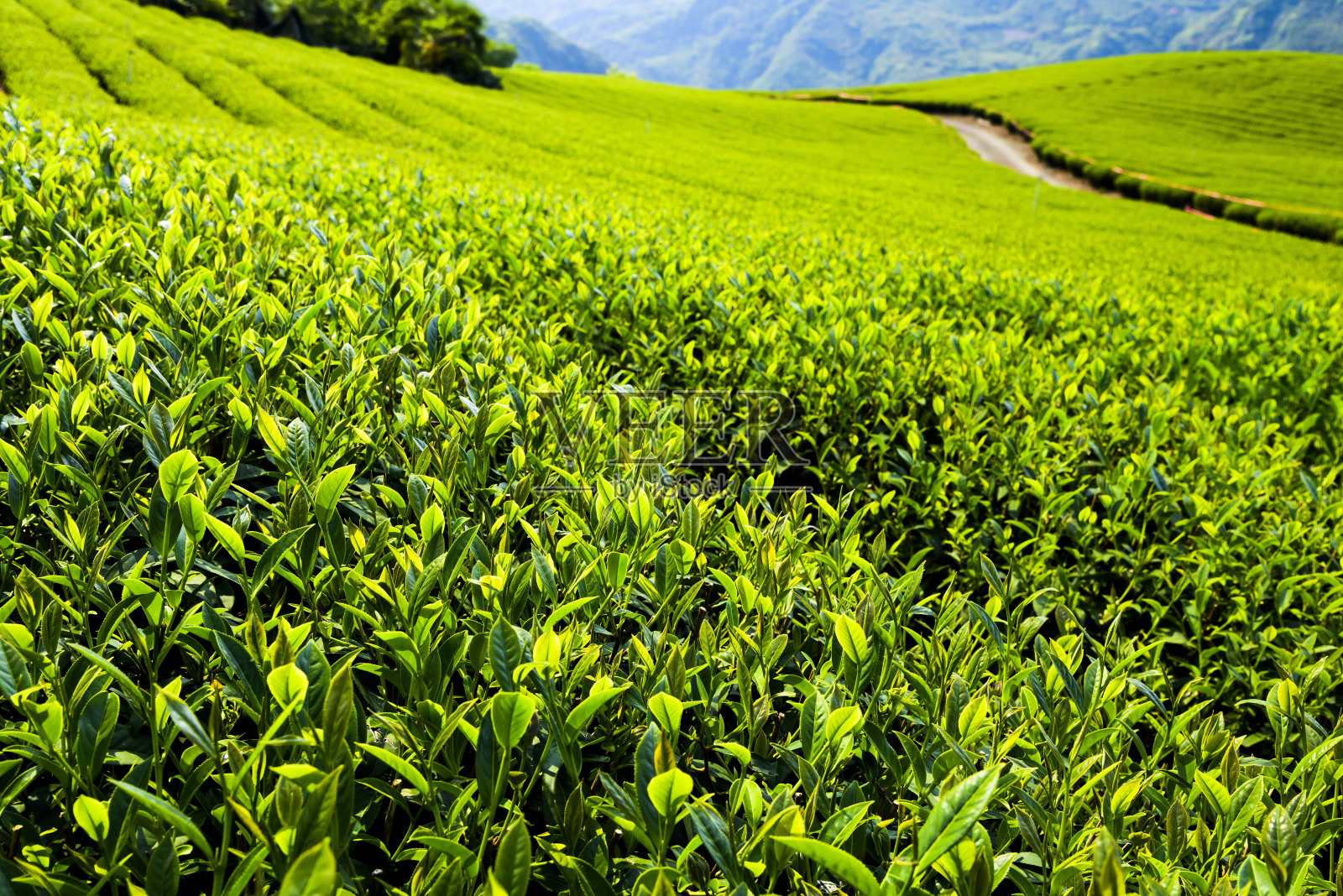 位于台湾阿里山山顶的茶园。照片摄影图片