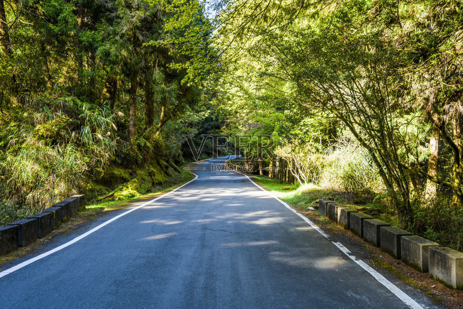 穿过台湾嘉义阿里山森林游憩区森林中的道路。照片摄影图片