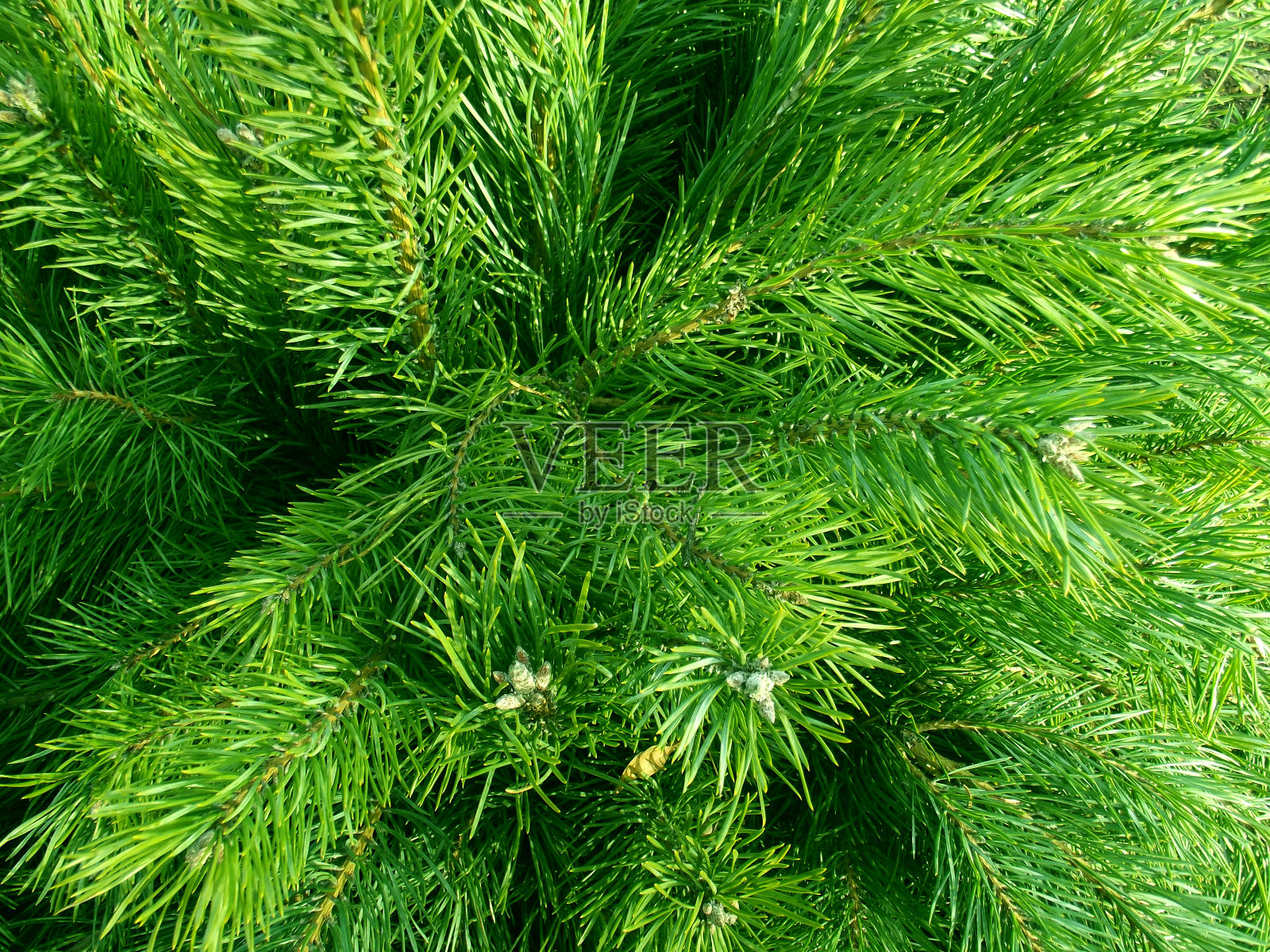 圣诞树枝。照片摄影图片