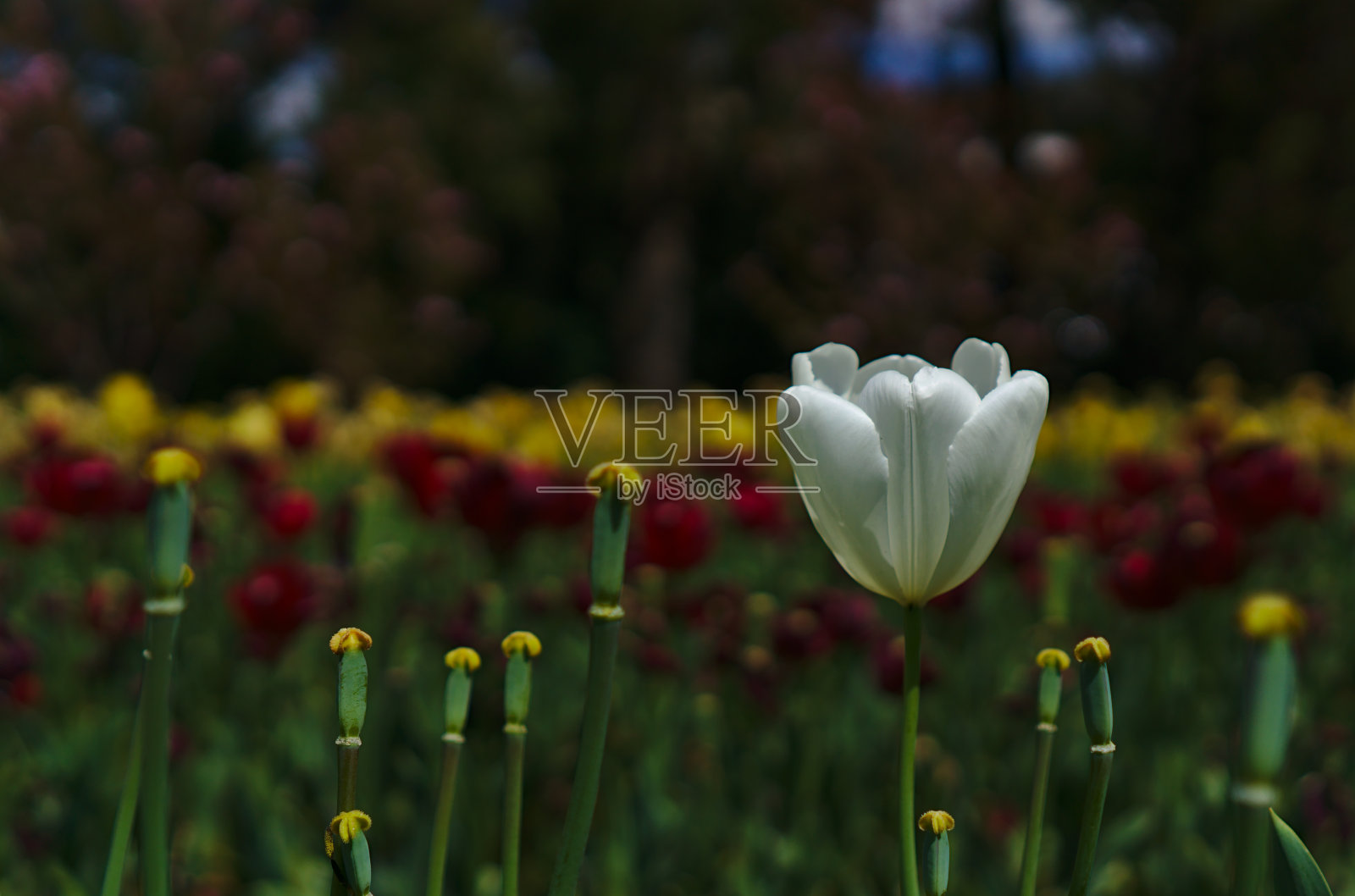 白色的郁金香花在黄色的花蕾中间照片摄影图片