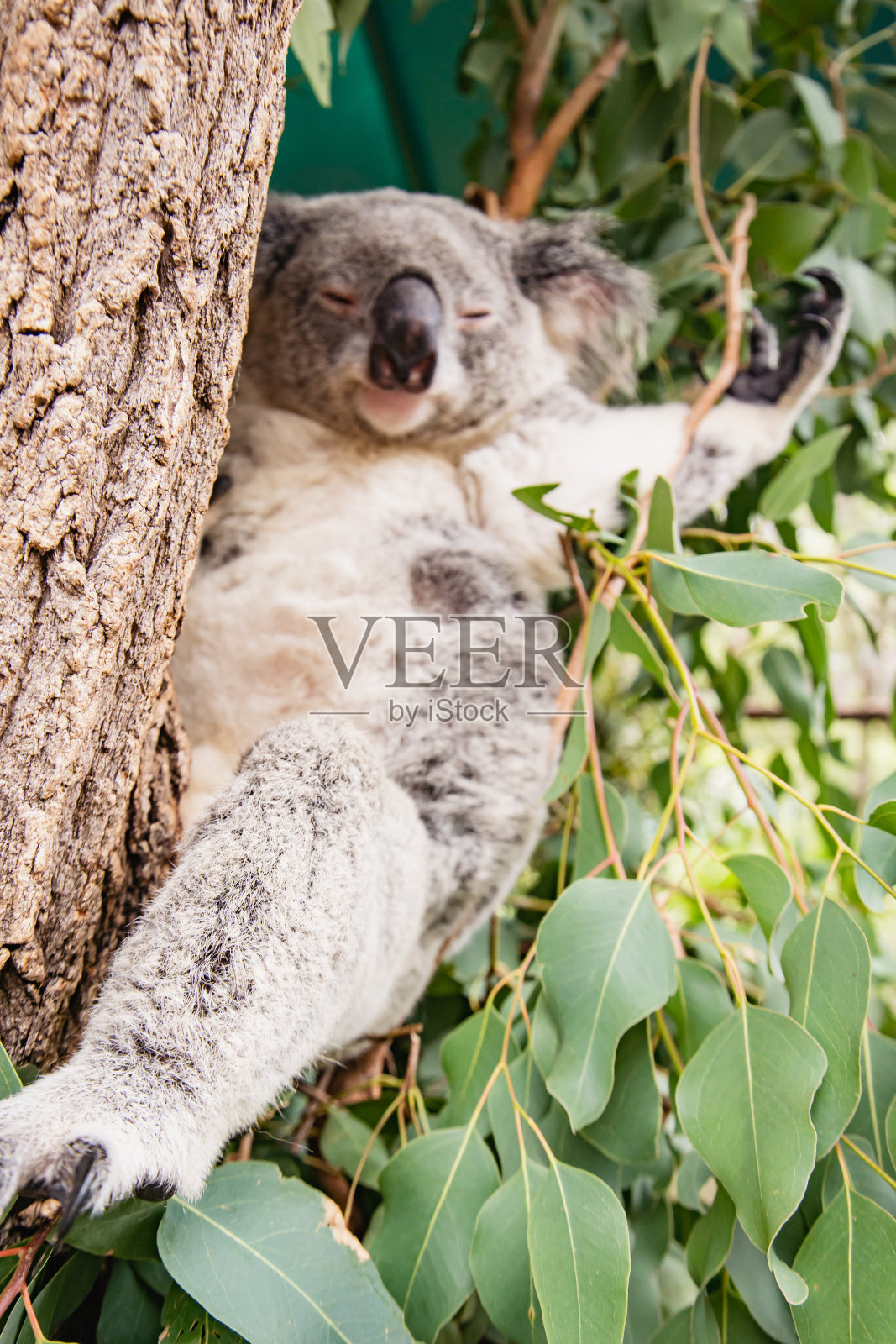 可爱的考拉在澳大利亚动物园的树上睡觉照片摄影图片