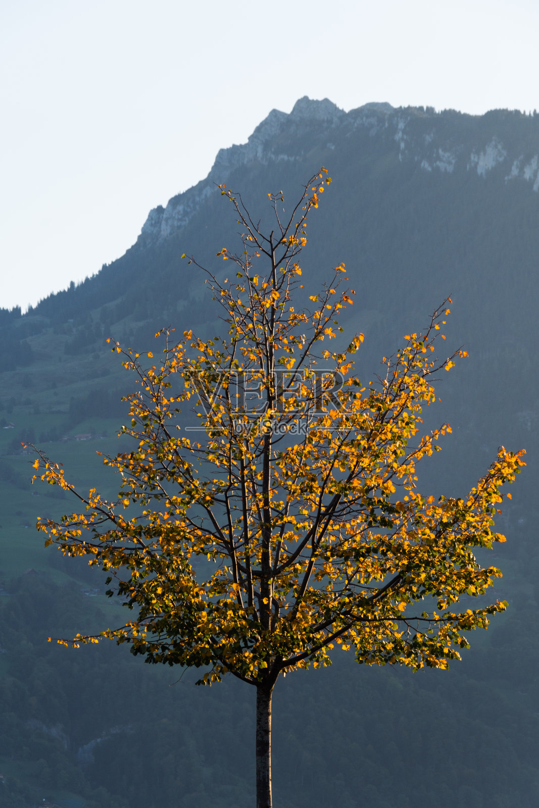 秋天的颜色瑞士照片摄影图片