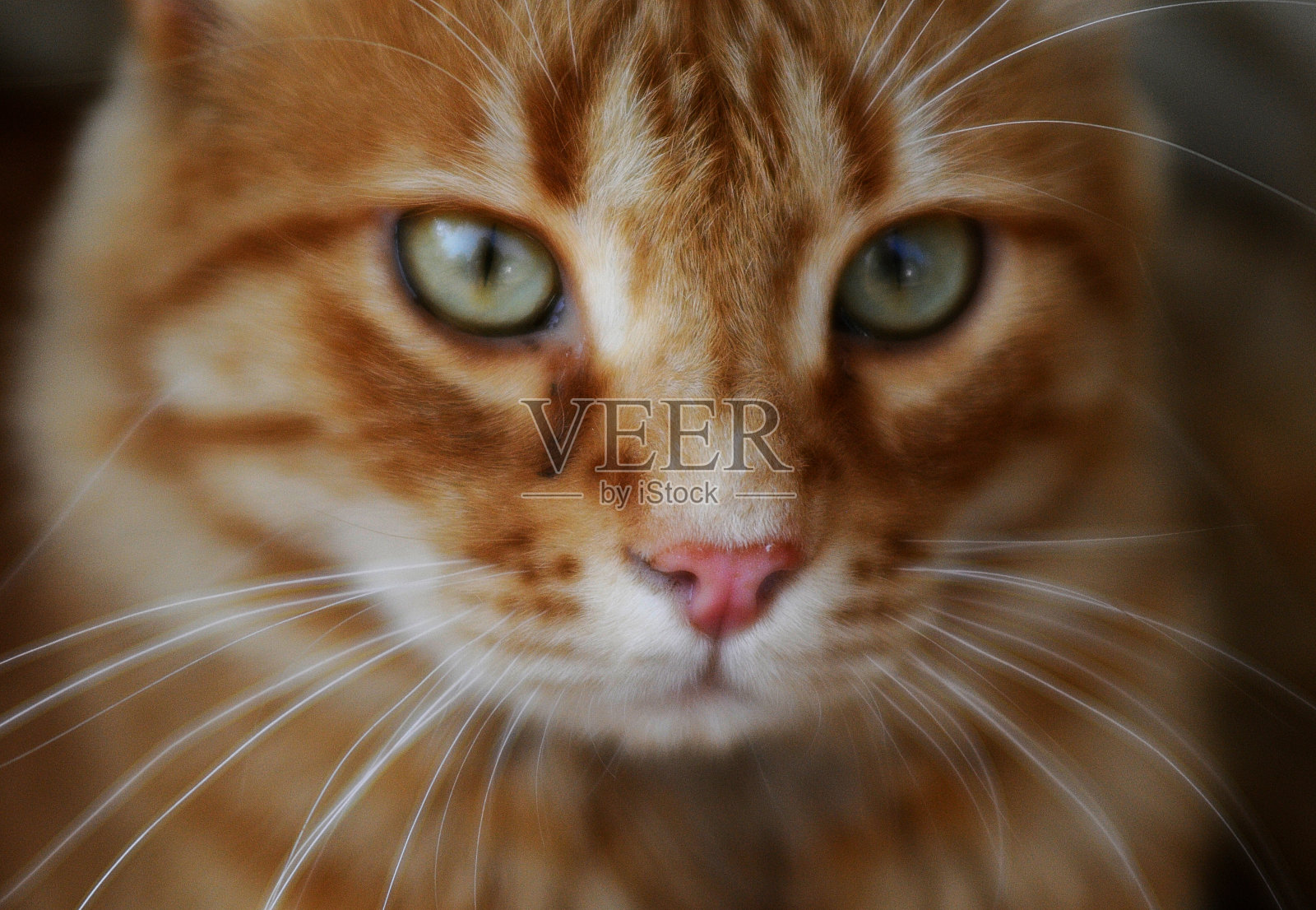 红色的猫照片摄影图片