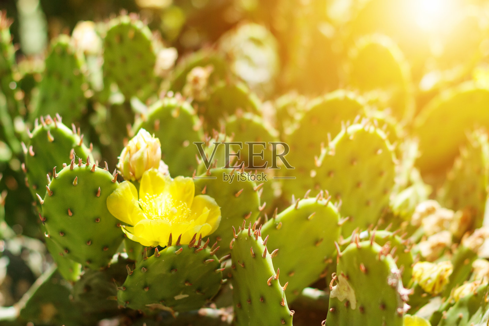 在一个阳光明媚的日子里,黄色的仙人掌和一只蜜蜂在外面照片摄影图片