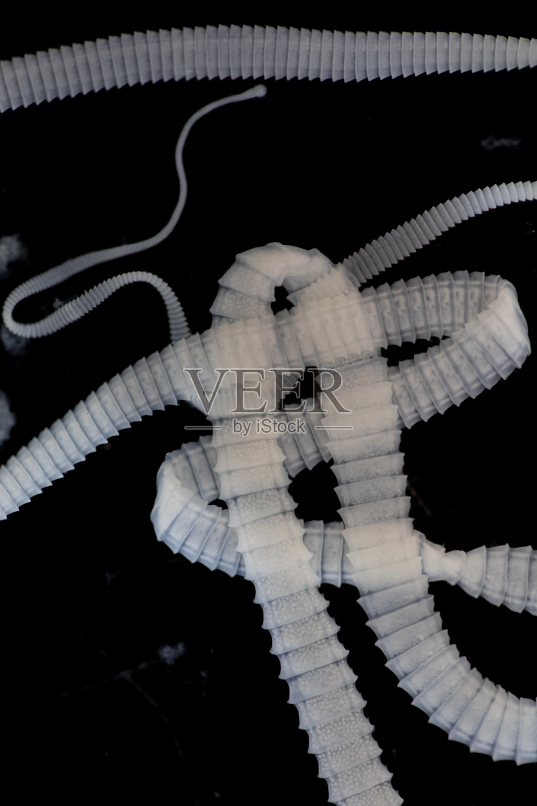 在实验室研究因摄入被绦虫卵或幼虫污染的食物或水而引起的绦虫感染照片摄影图片