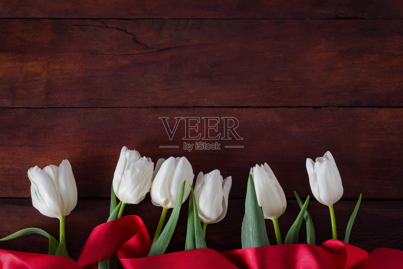 白色的郁金香和一条红色的丝带在深色的木质背景上。春天的概念照片摄影图片