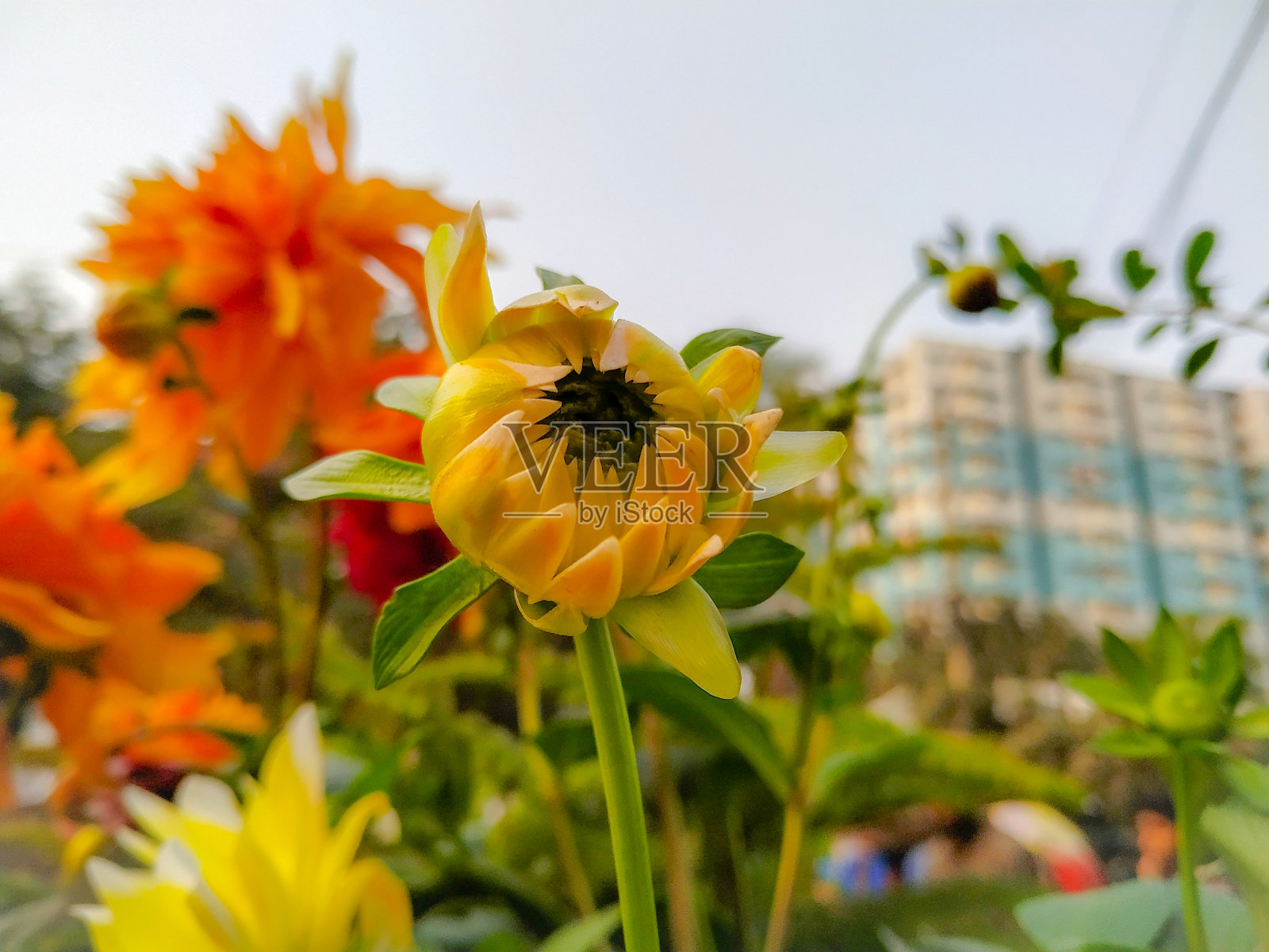 在公园里,黄色的大丽花紧挨着绿色的叶子。照片摄影图片