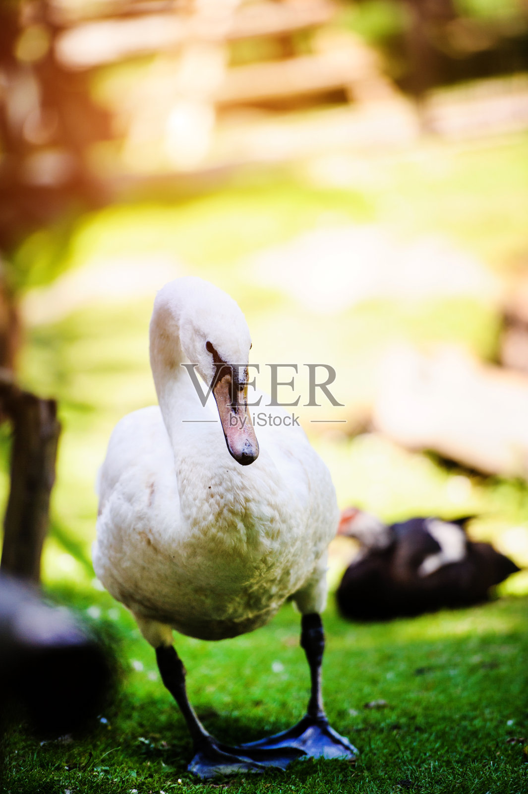 绿色草地上美丽的年轻天鹅照片摄影图片