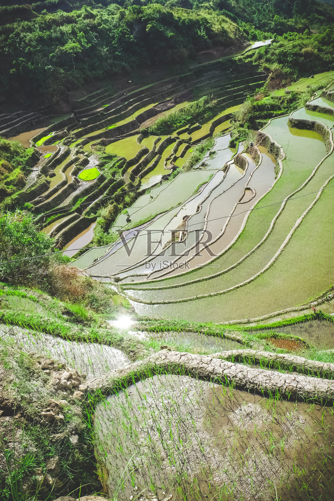 菲律宾邦托克美丽的梯田照片摄影图片