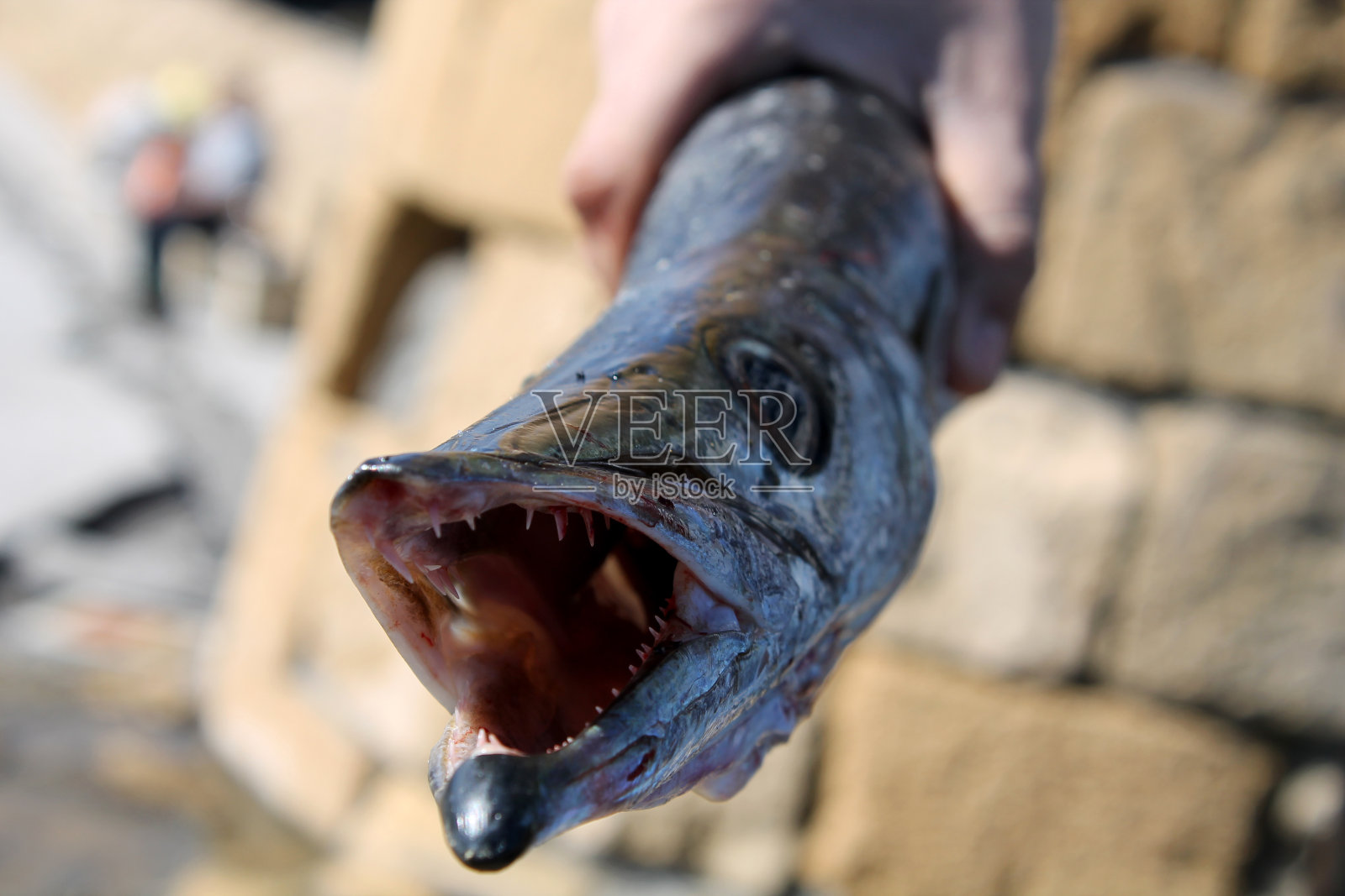 鱼照片摄影图片