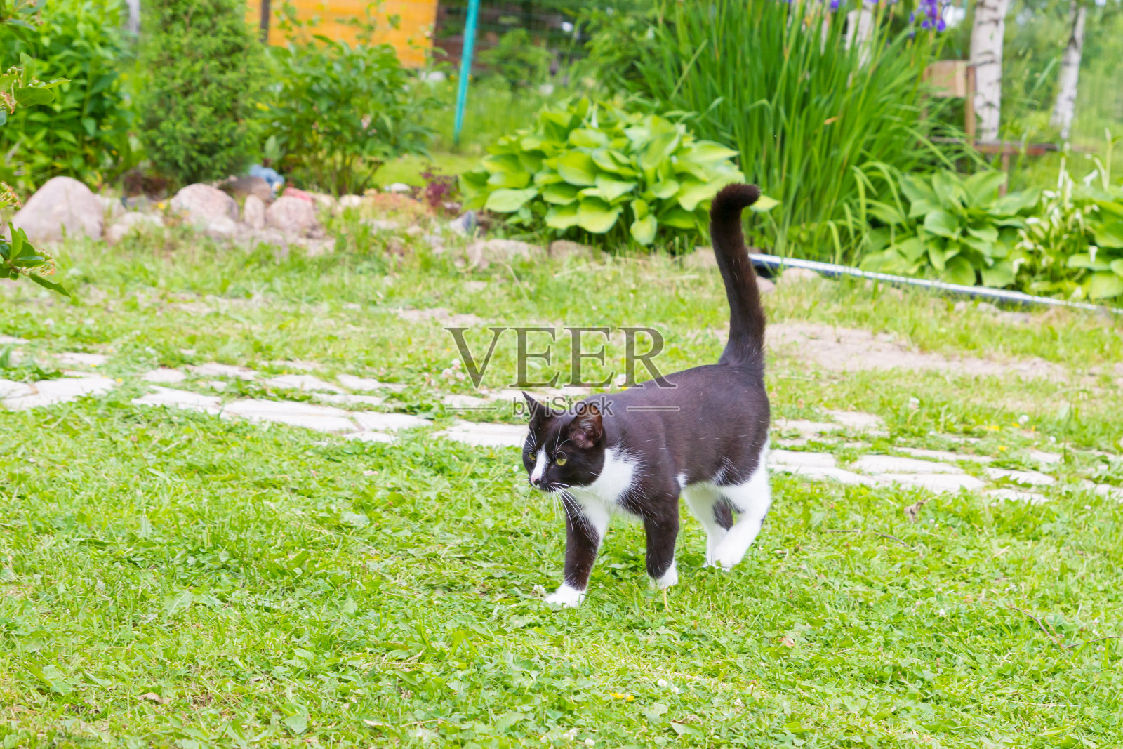 黑白相间的猫在夏天的花园里散步照片摄影图片