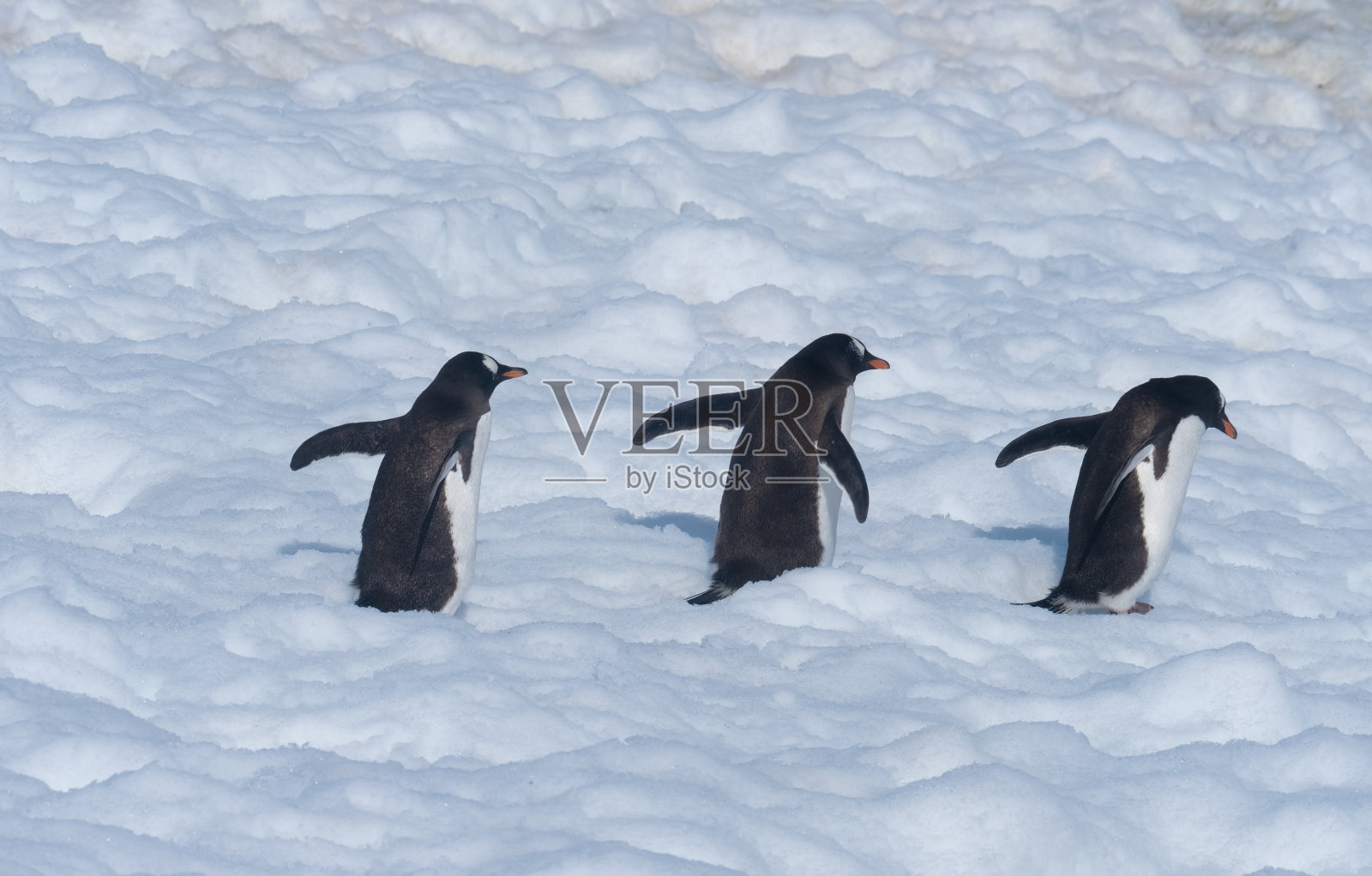 南极半岛:巴布亚企鹅返回海洋觅食照片摄影图片