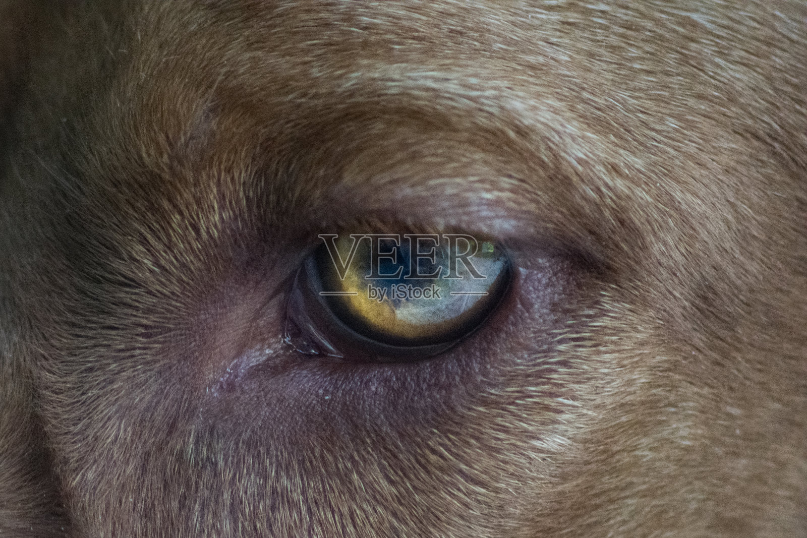 人类最好的朋友照片摄影图片