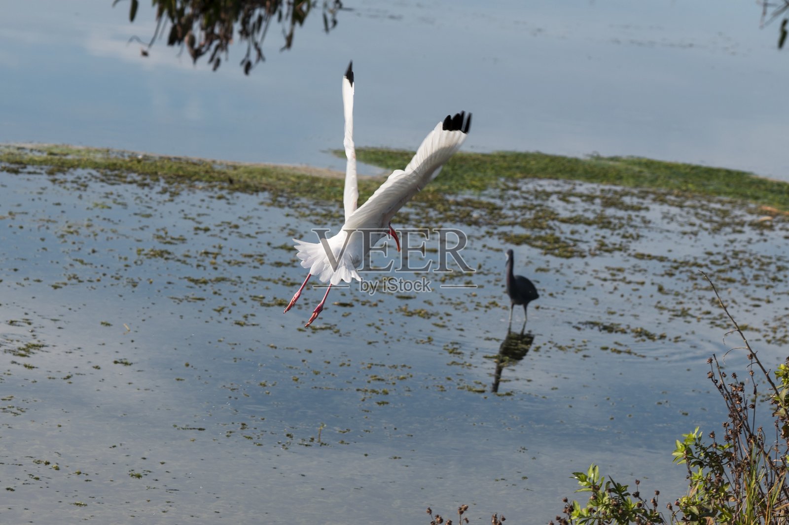飞越湿地的美洲白鹮照片摄影图片