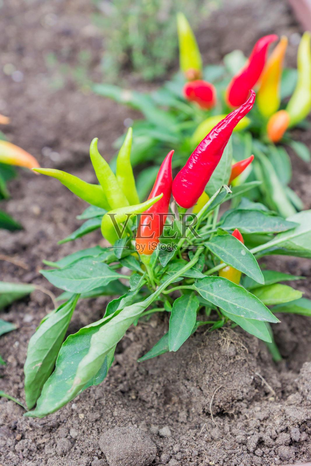 农场上的小橘色墨西哥辣椒。有机蔬菜照片摄影图片