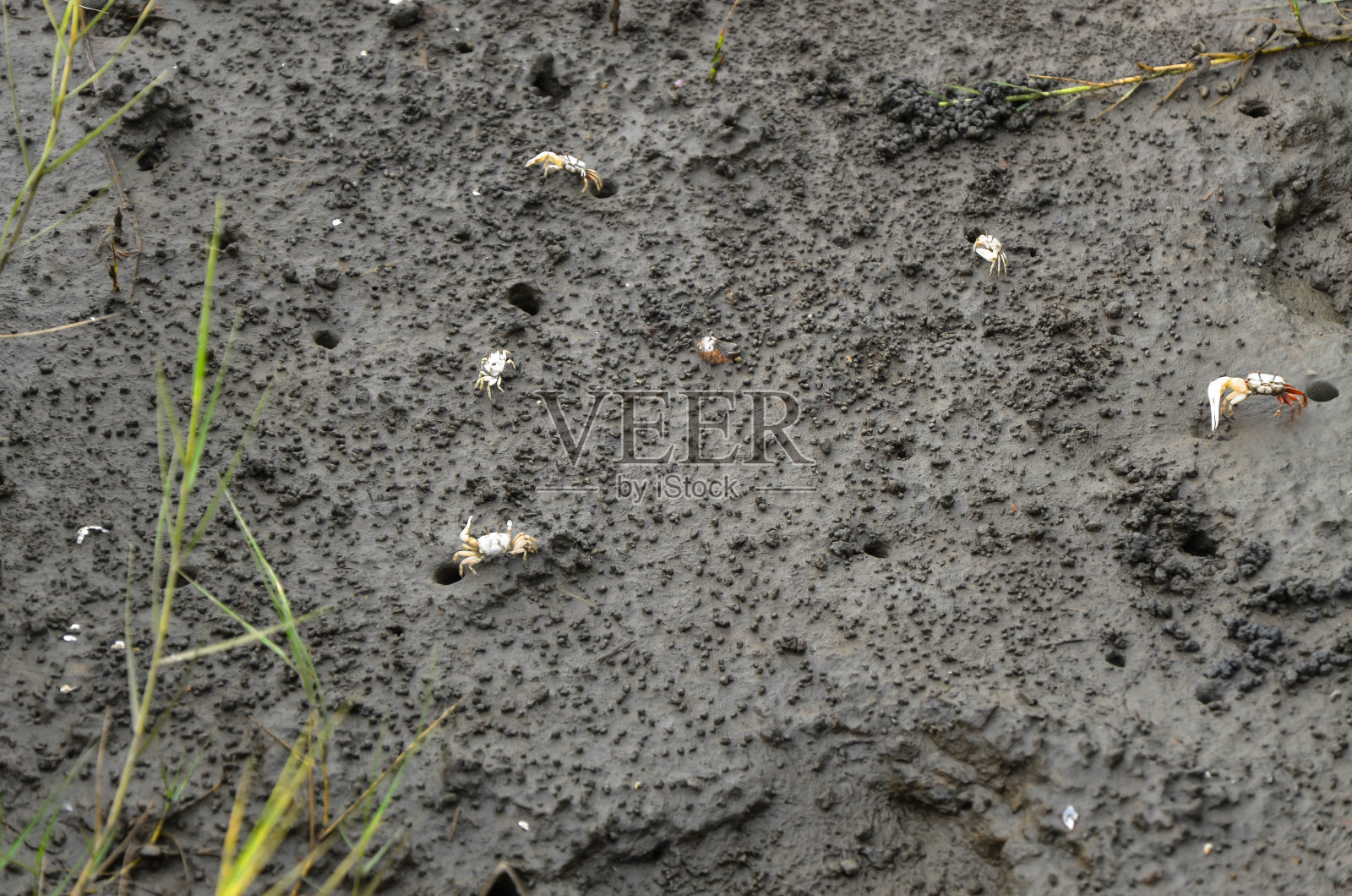 高梅湿地招潮蟹。照片摄影图片