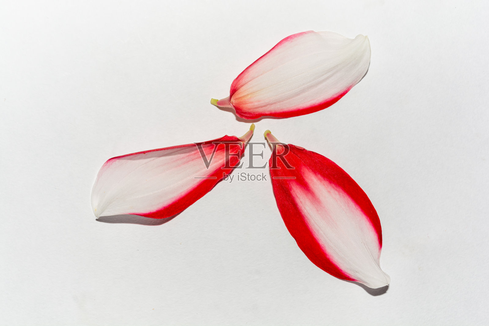 红色的大丽花跳棋花瓣。照片摄影图片