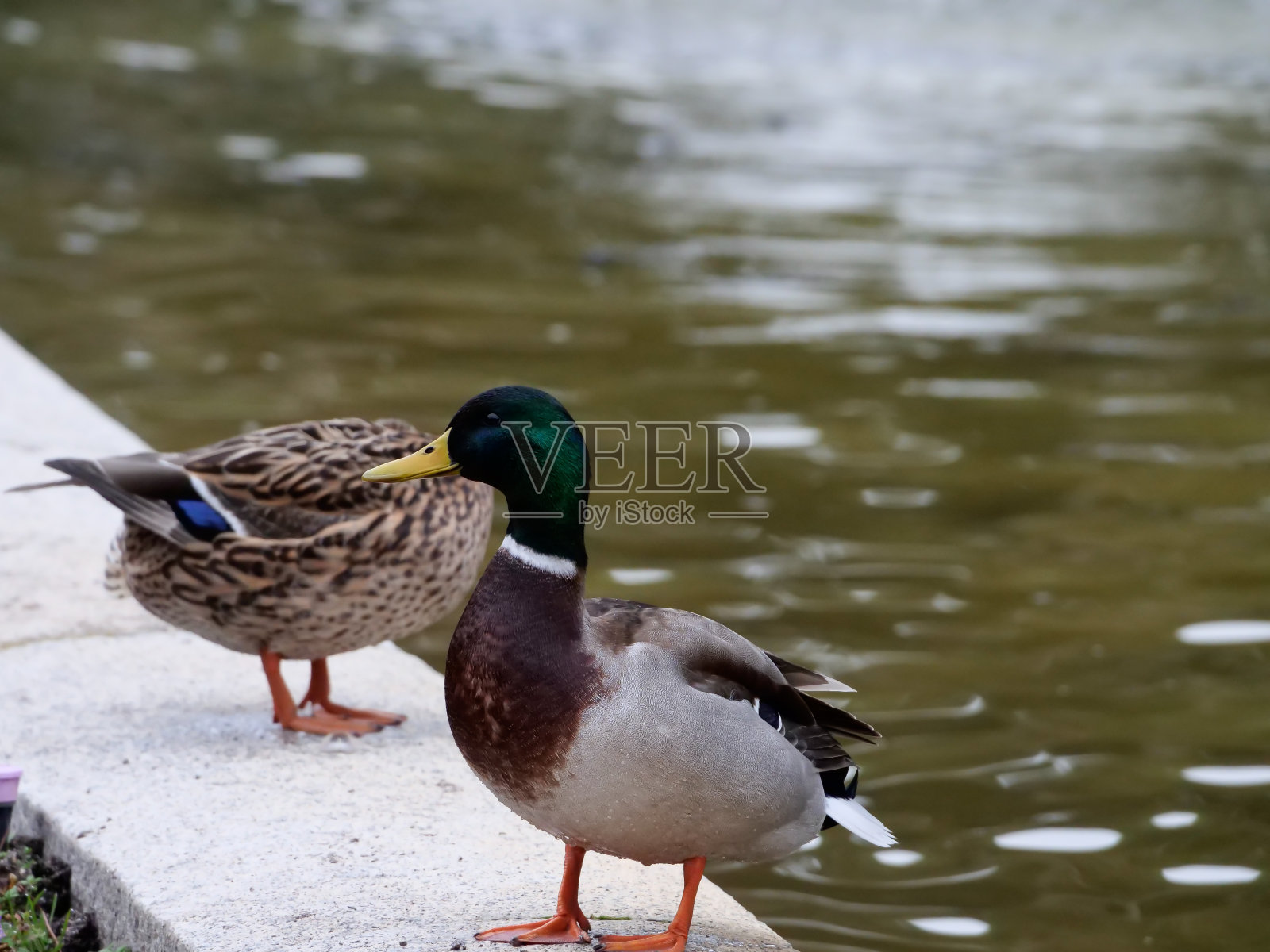 鸭照片摄影图片