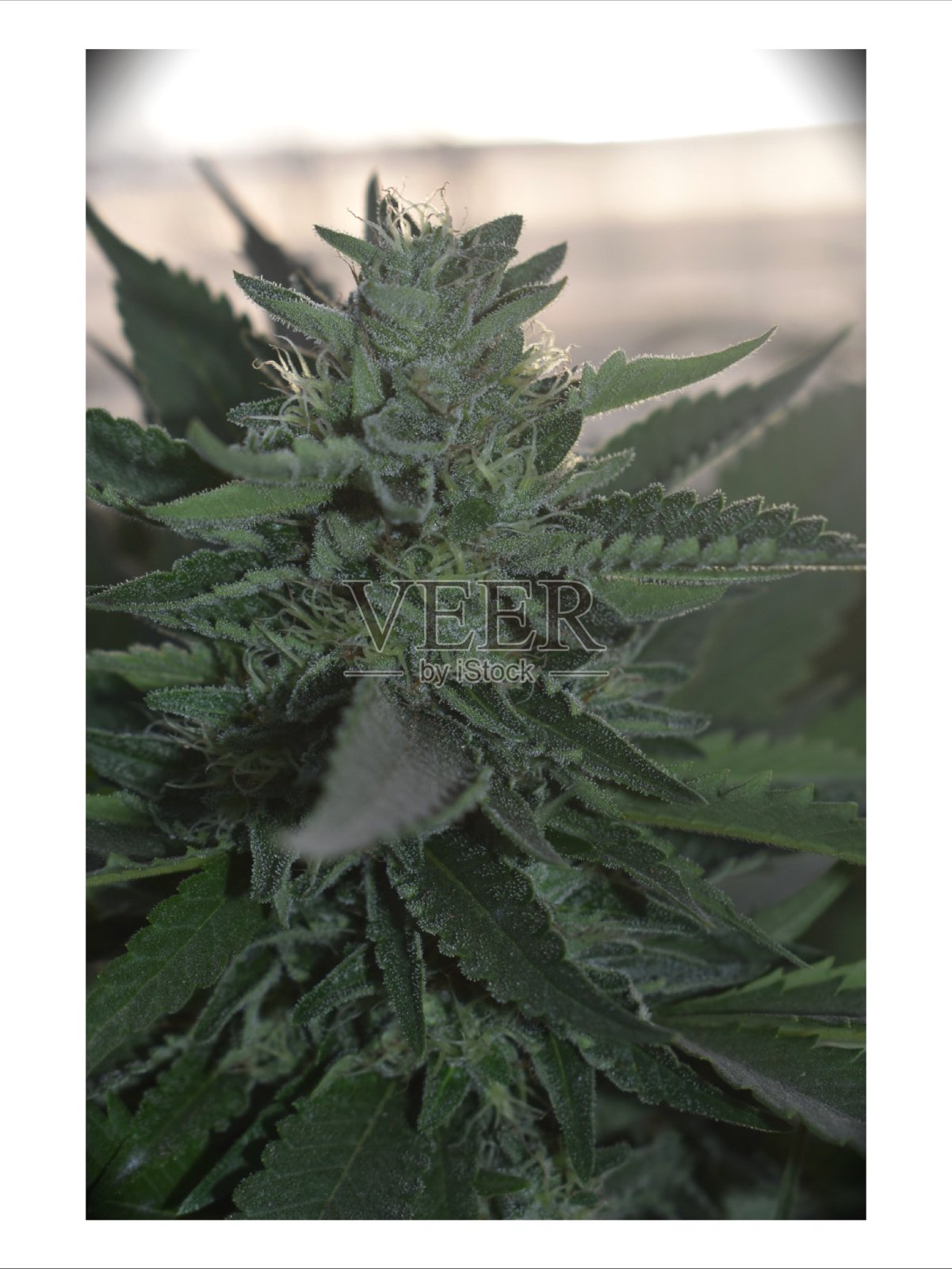 大麻照片摄影图片