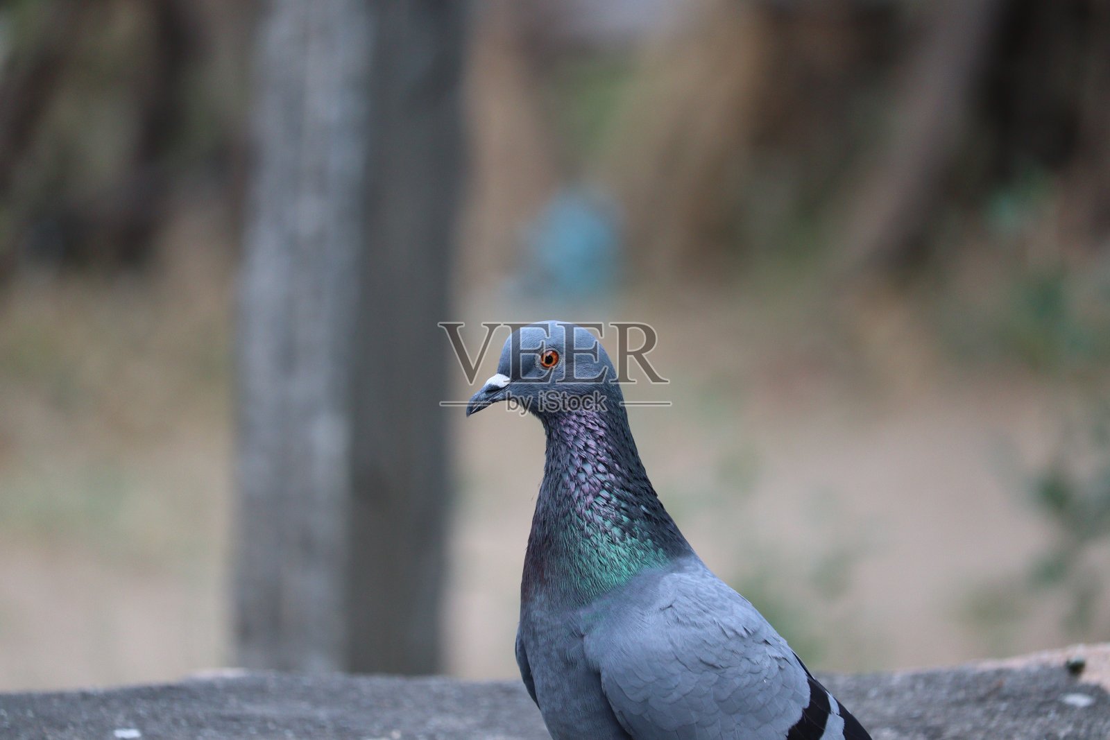 户外的鸽子鸟,户外的鸟照片摄影图片