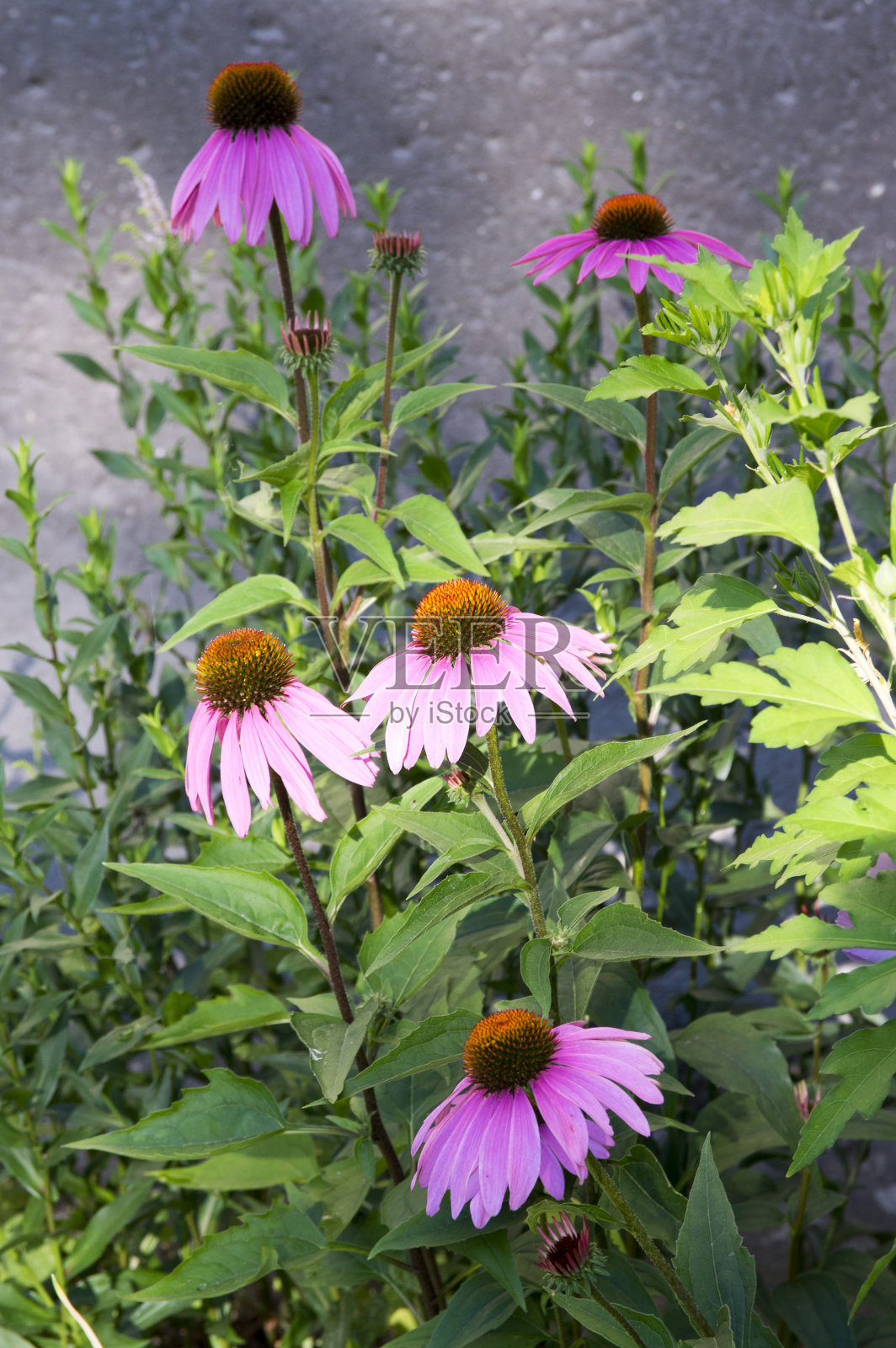 紫锥菊,东紫色松果花盛开,一束松果花照片摄影图片