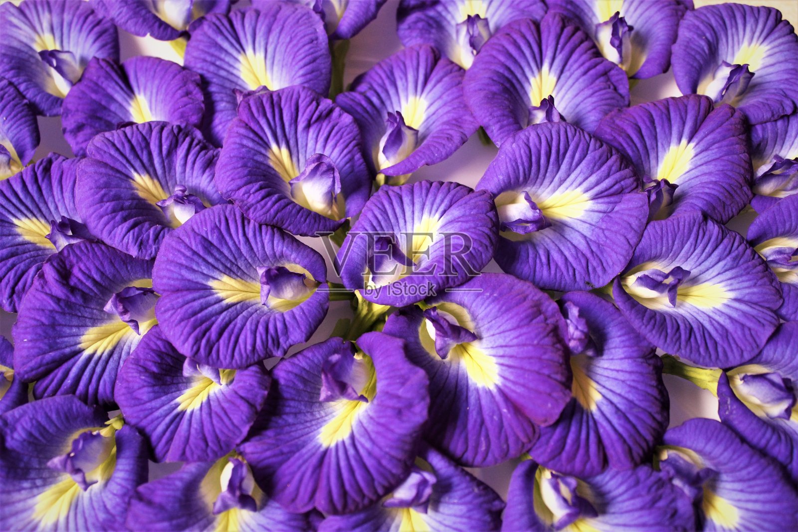 蝴蝶豌豆花背景照片摄影图片