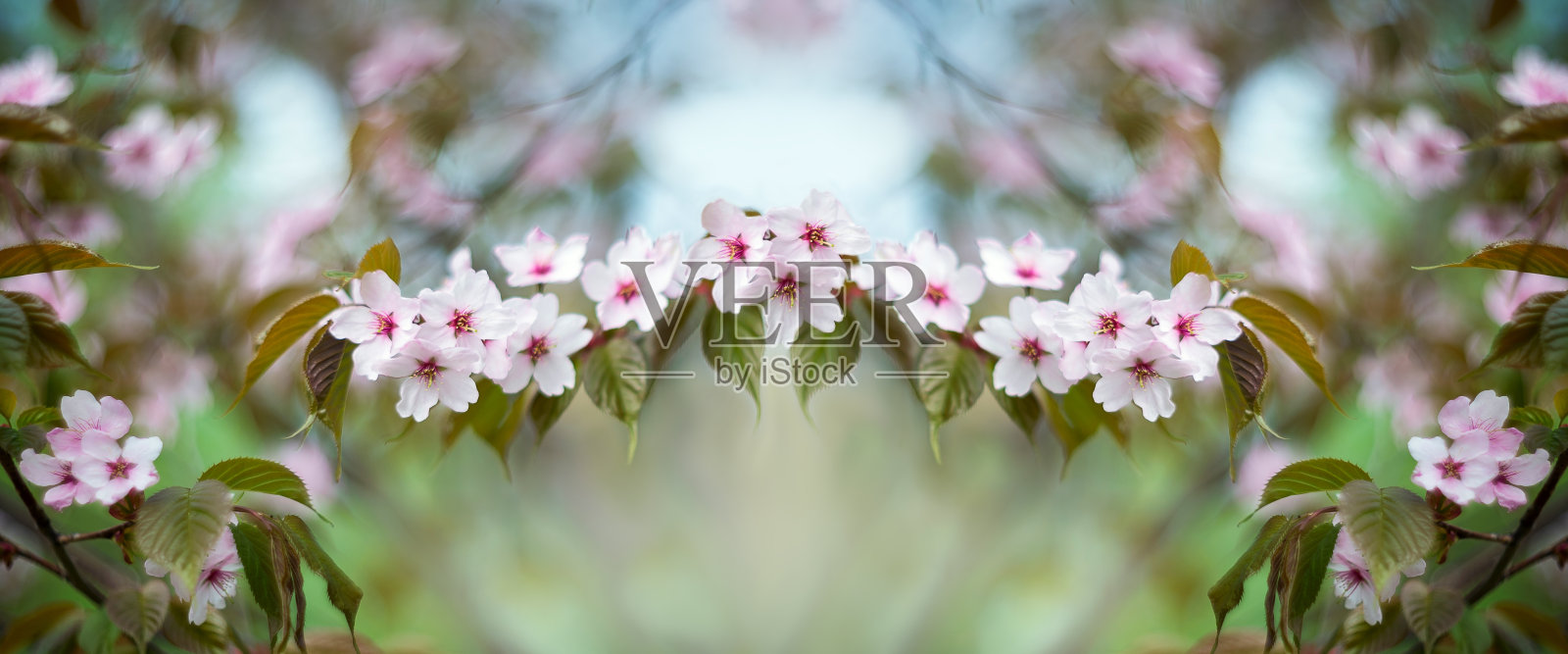 樱花树的枝头模糊了背景照片摄影图片