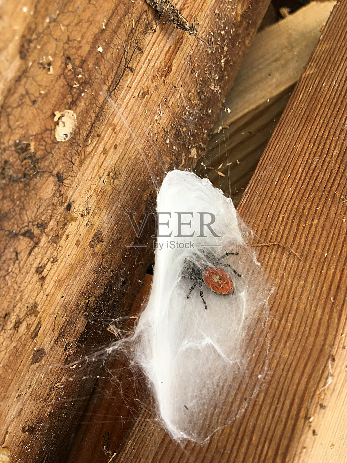 蜘蛛网上照片摄影图片