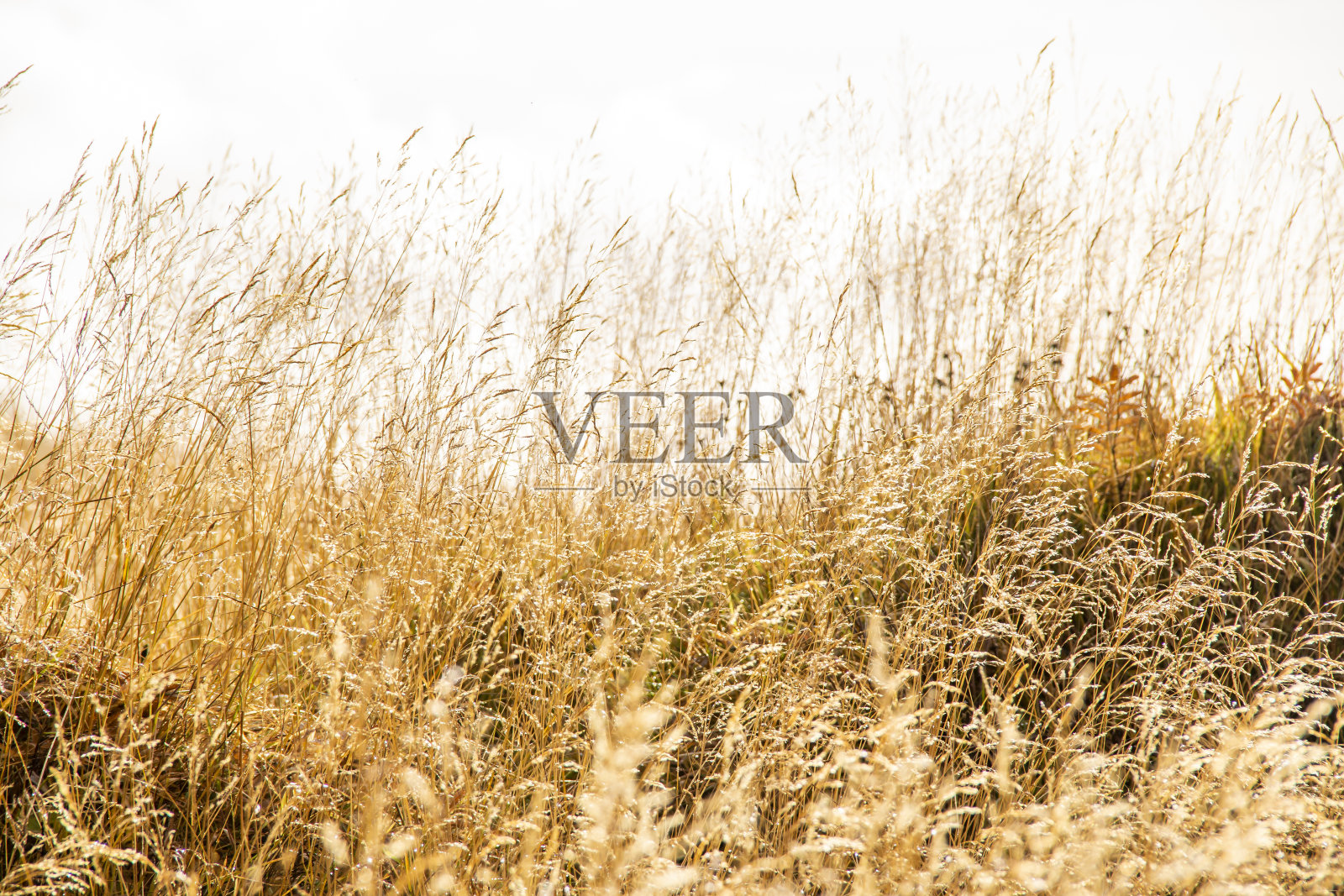 阳光灿烂的天空下的草地照片摄影图片