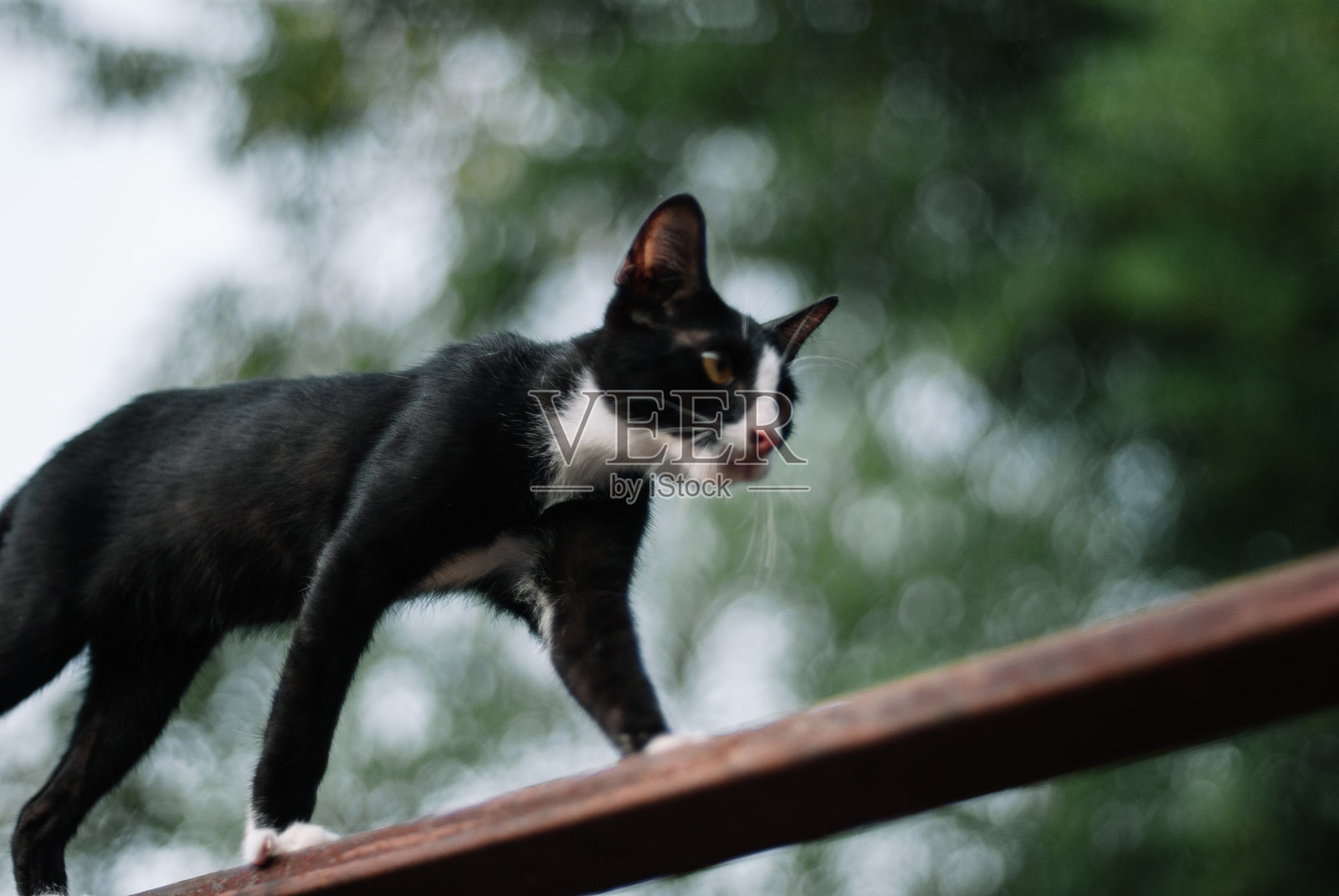 可怕的黑猫照片摄影图片