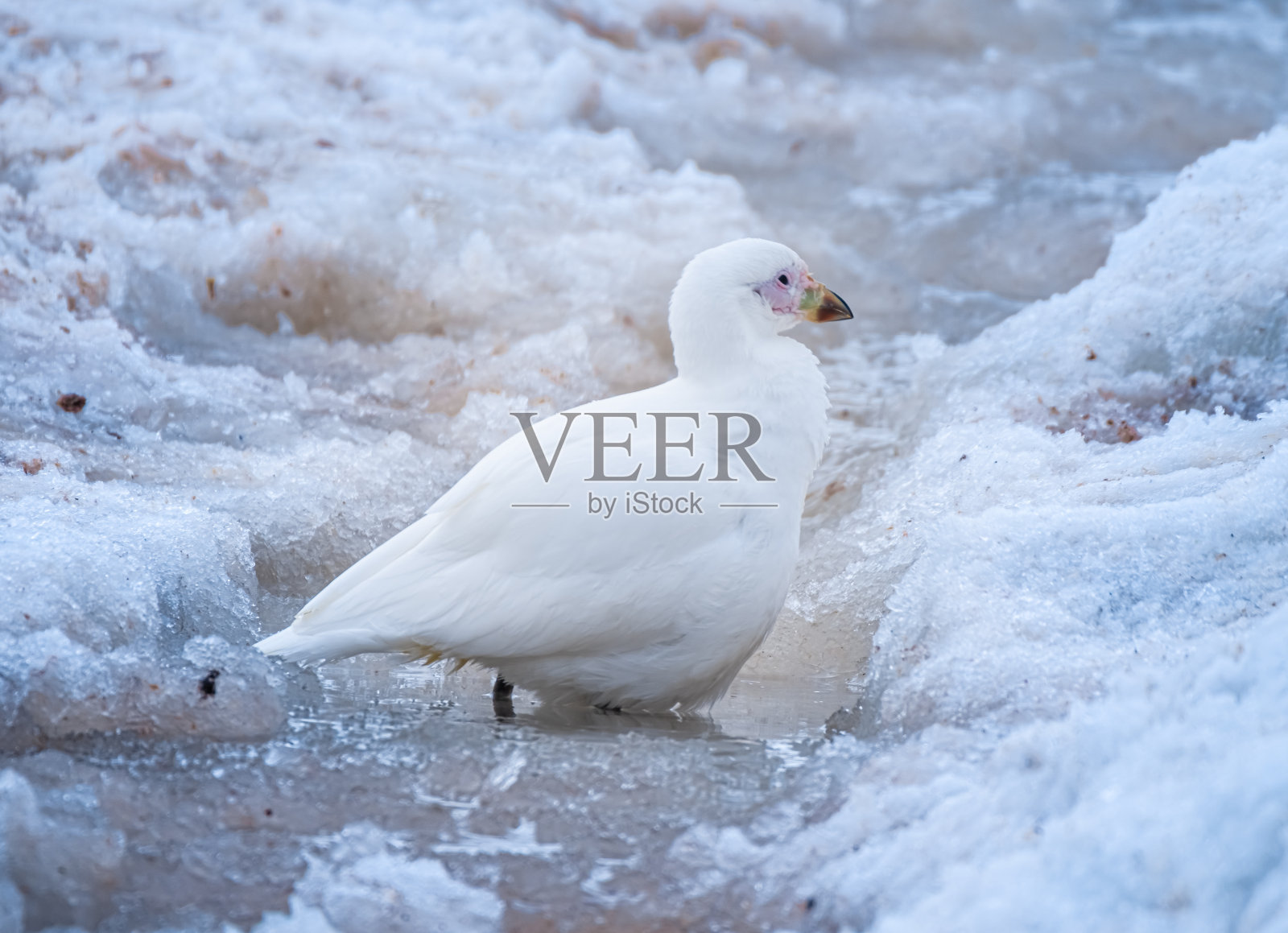 南极洲特有的陆地鸟类:白鞘嘴鸥,奇里瓜诺湾,丹科岛,南极半岛照片摄影图片