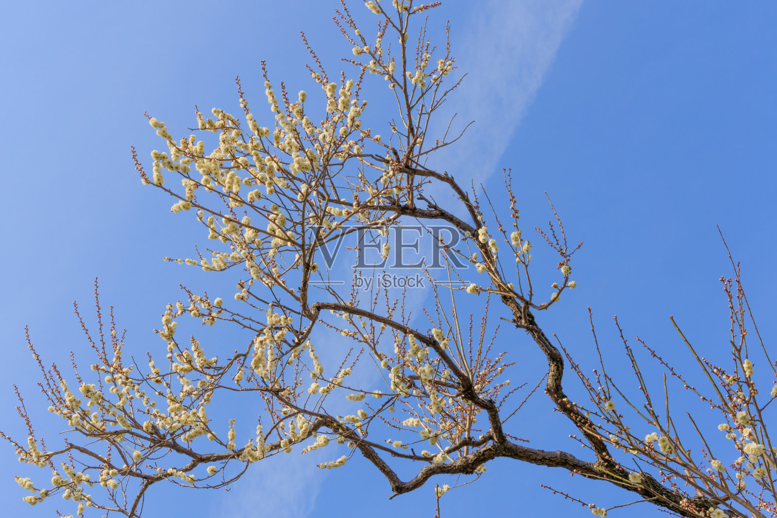 梅子:杏照片摄影图片