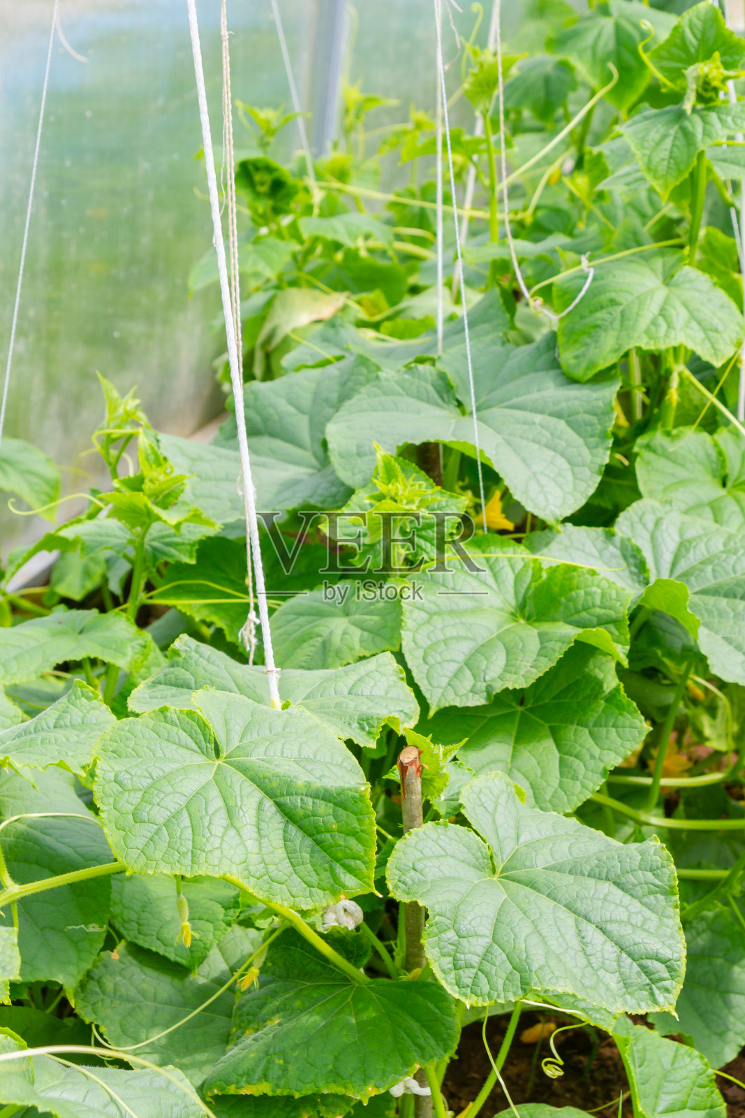 黄瓜挂在温室的树枝上,成熟了照片摄影图片