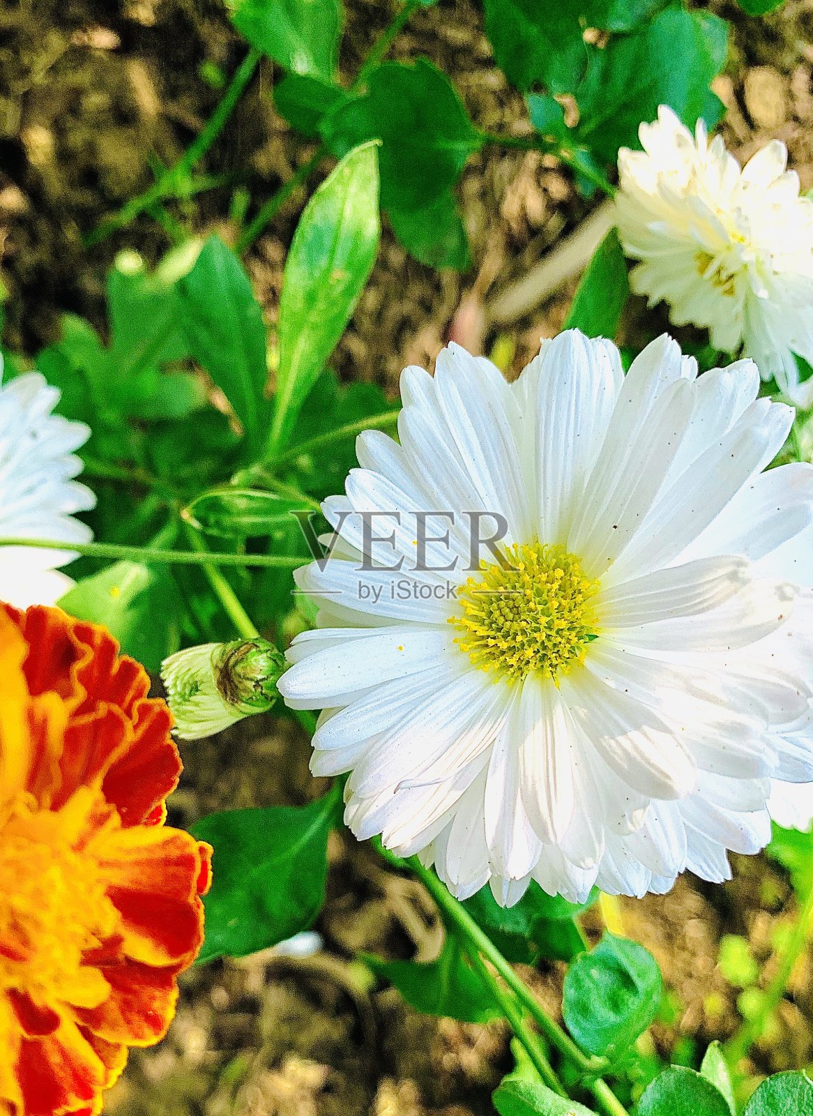 花照片摄影图片