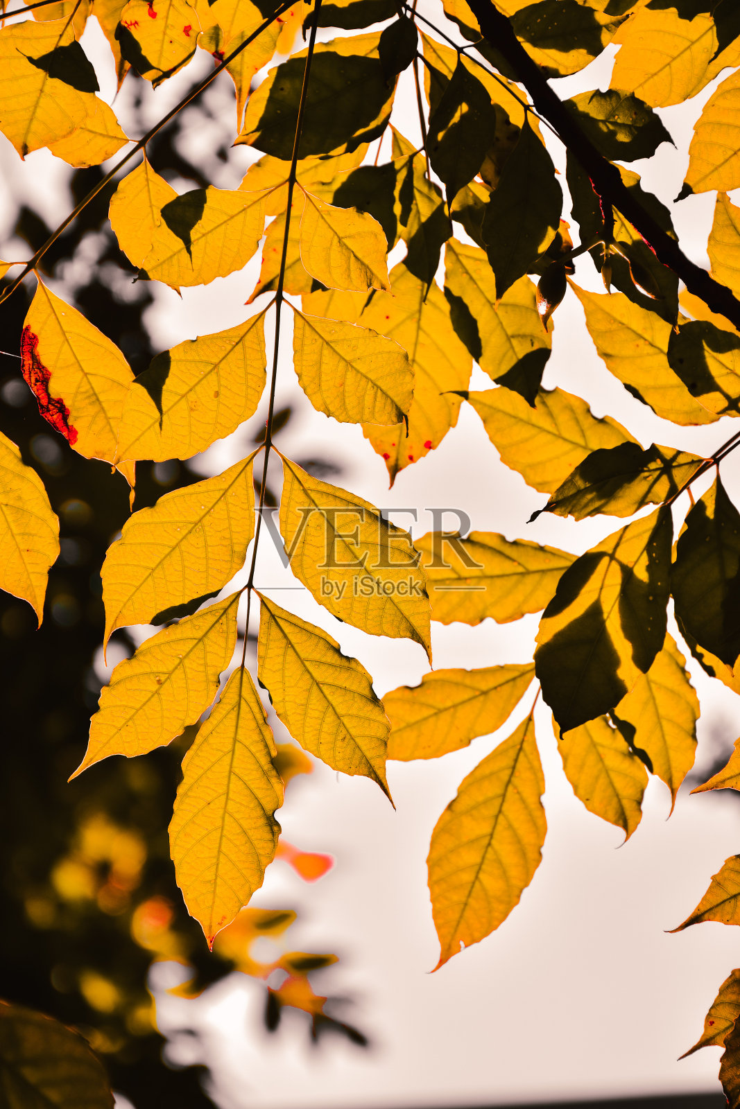 秋叶背景照片摄影图片