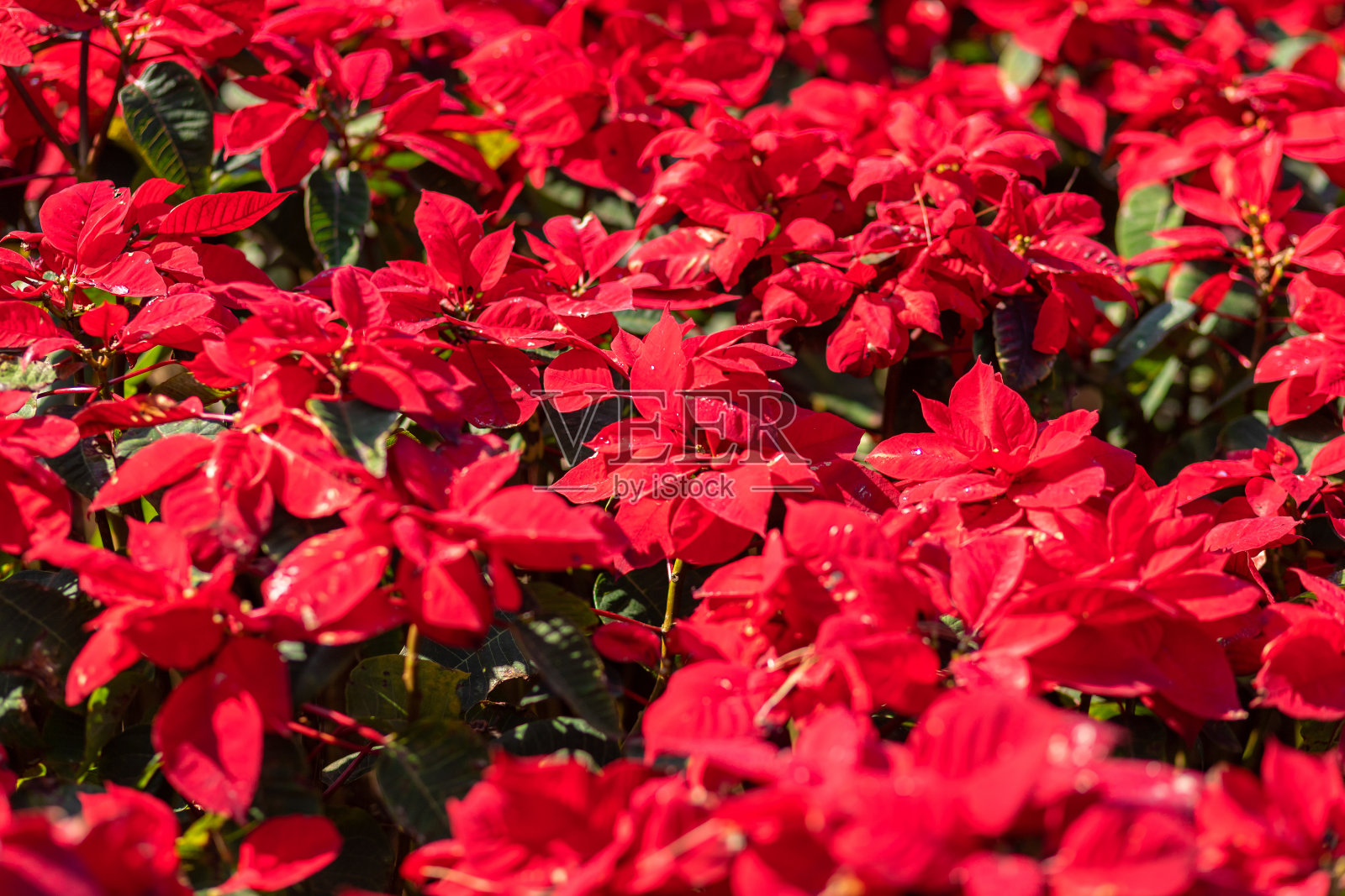 红色一品红花或大戟花的红色圣诞背景在花园里。照片摄影图片