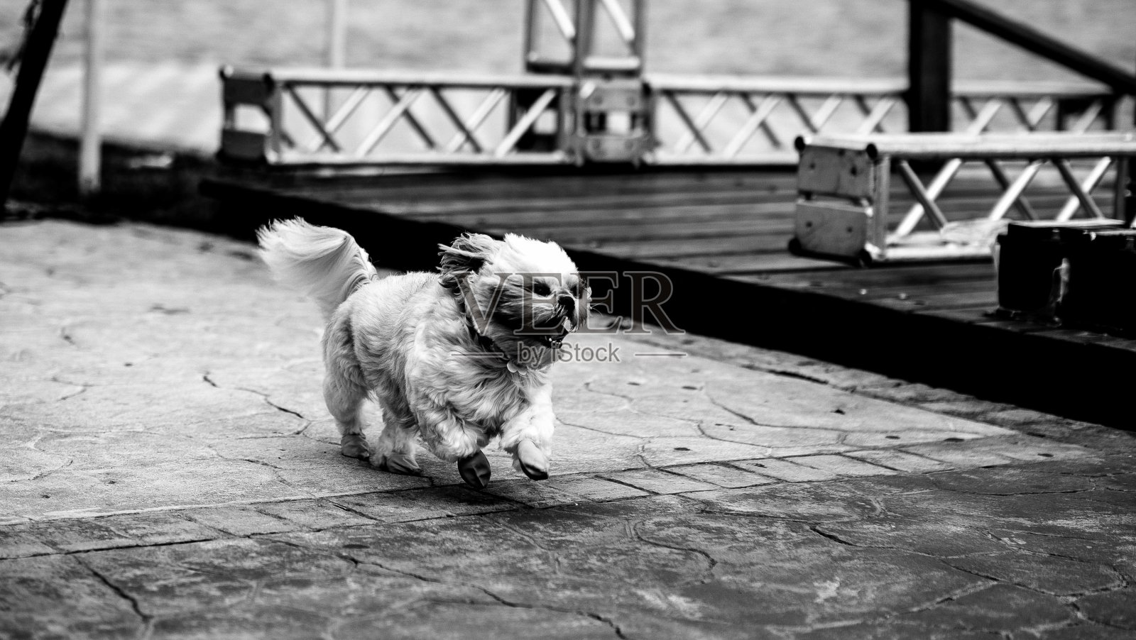 走狗照片摄影图片
