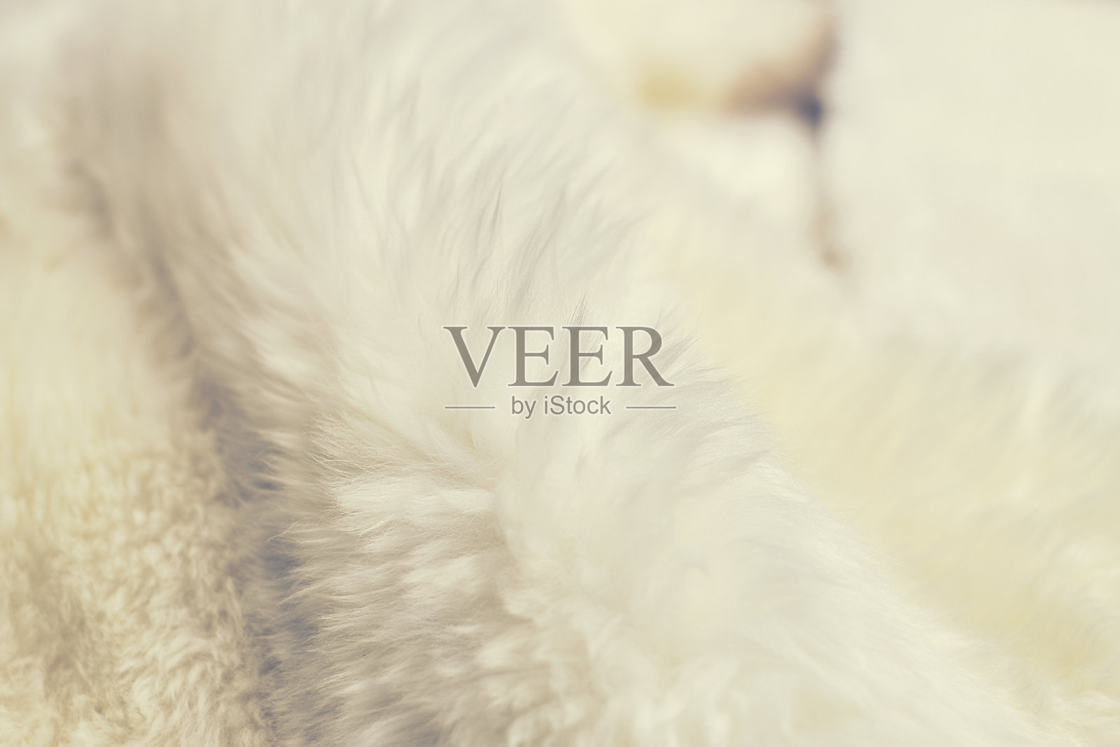 白色人造毛皮纹理。白色的皮毛背景照片摄影图片