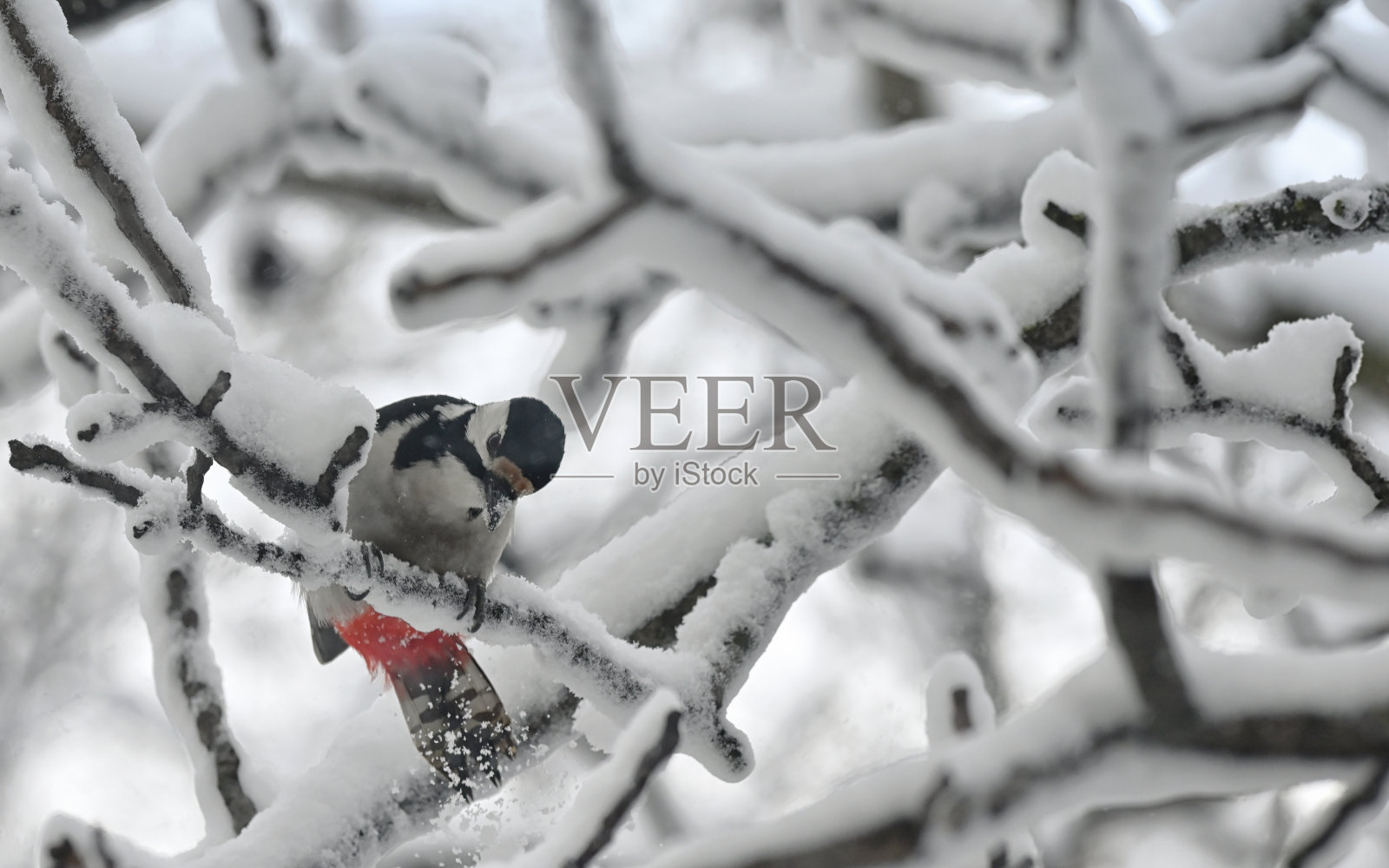 冬季雪树上的大斑啄木鸟照片摄影图片