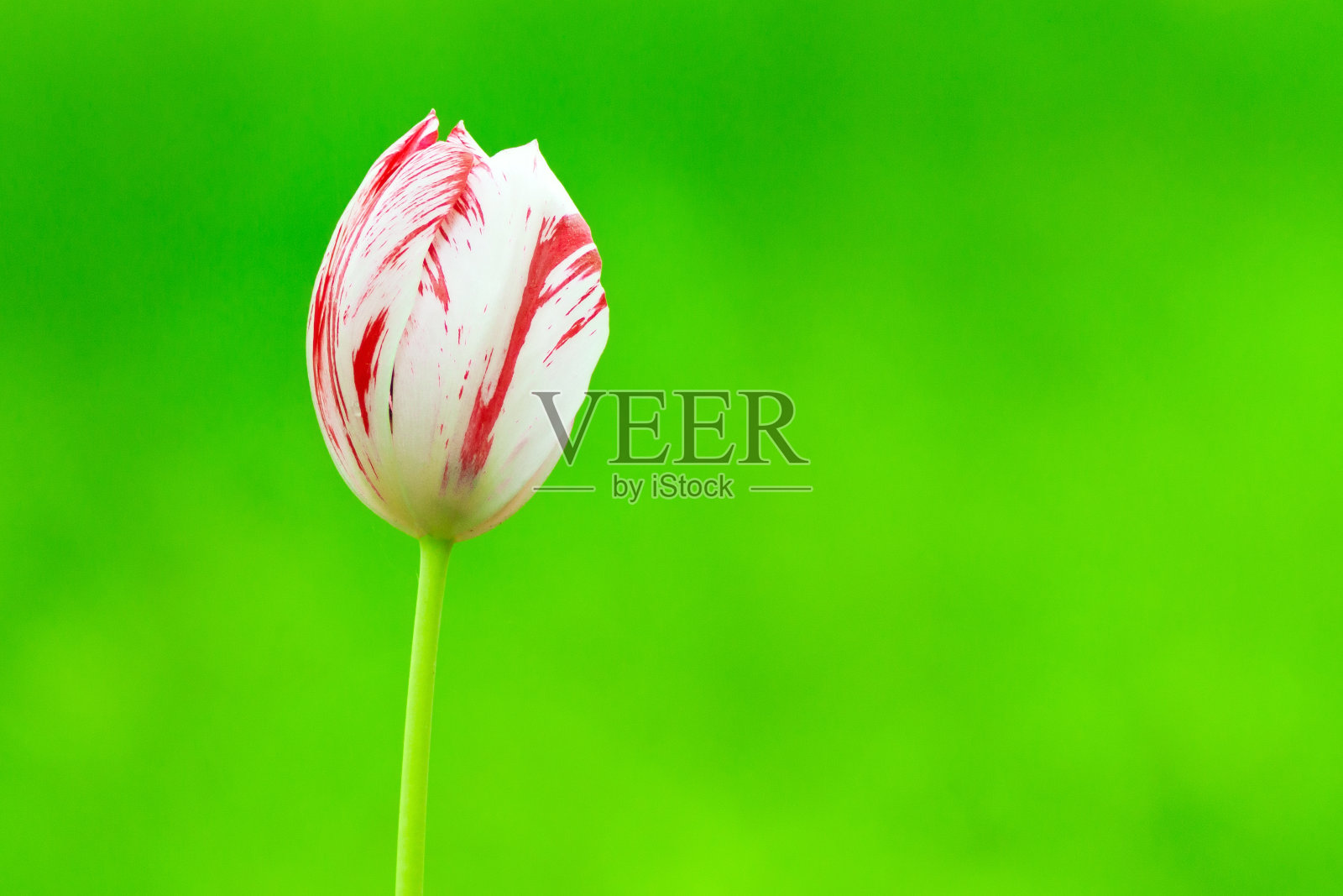 白色的红色郁金香在绿色的自然背景上照片摄影图片