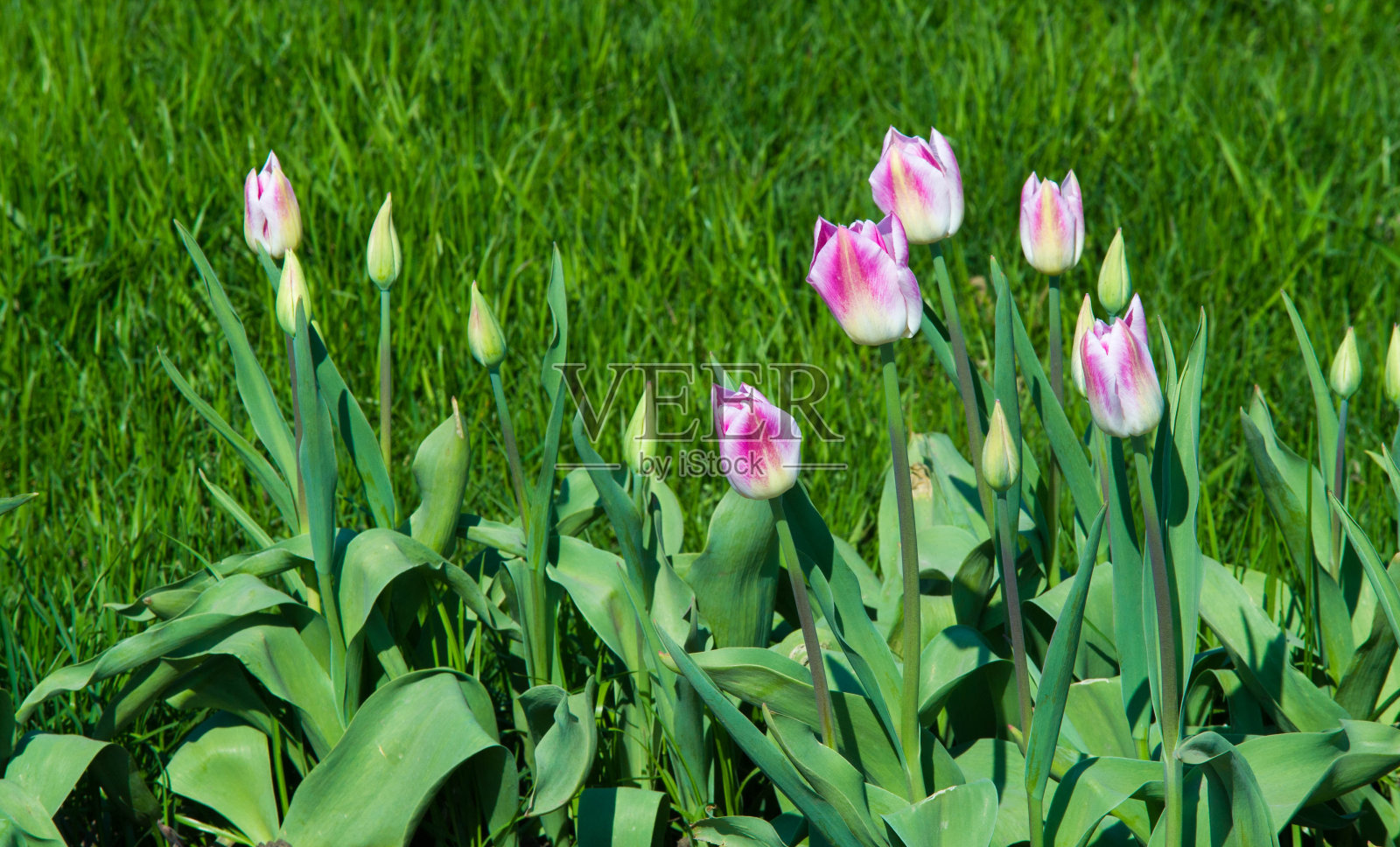郁金香是一种春季开花的多年生球状草本植物,有鳞茎作为储存器官。艳丽的艳丽的,色彩鲜艳的,一般为红色、粉红色、黄色或白色照片摄影图片