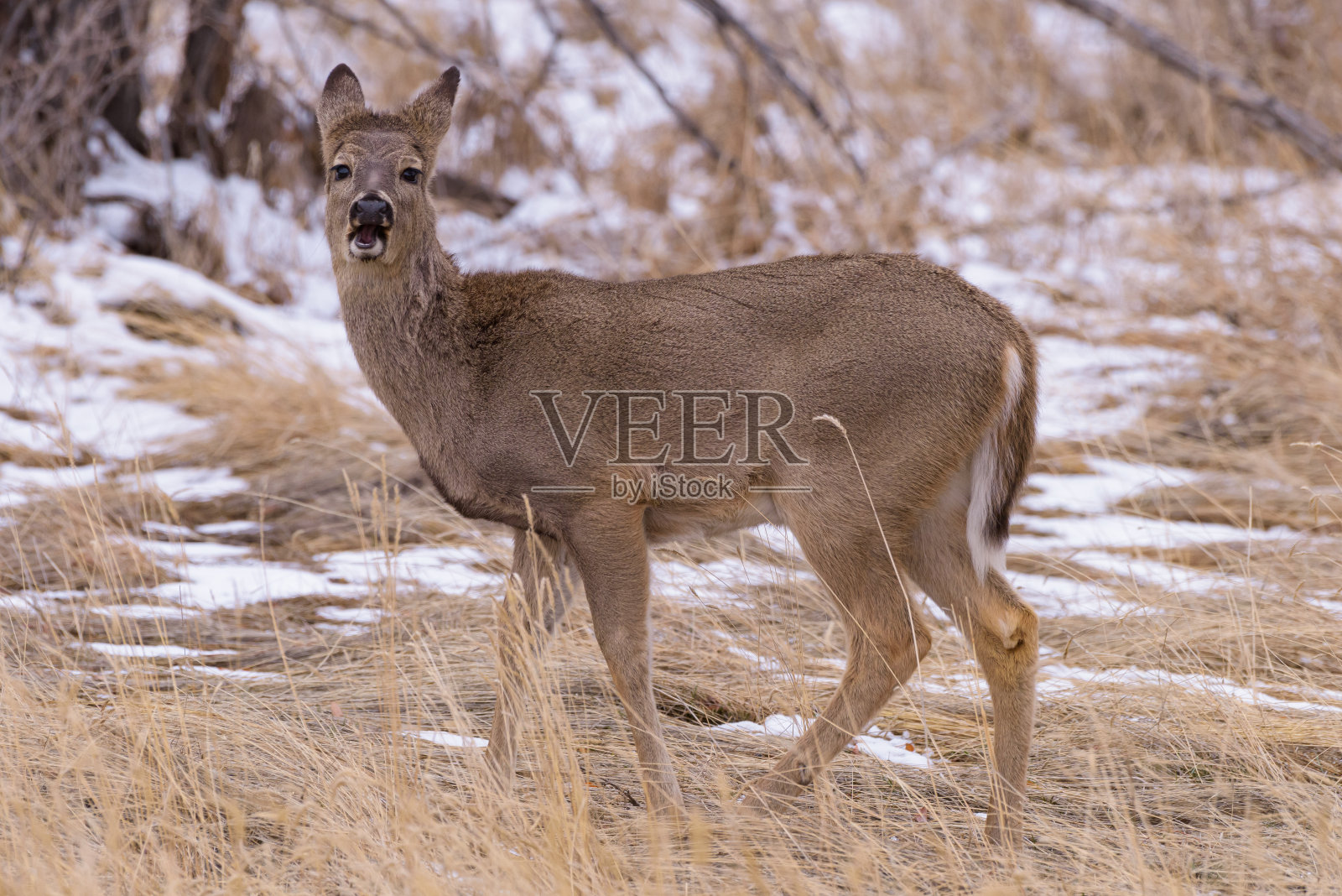 科罗拉多州野生动物。科罗拉多高原上的野鹿照片摄影图片