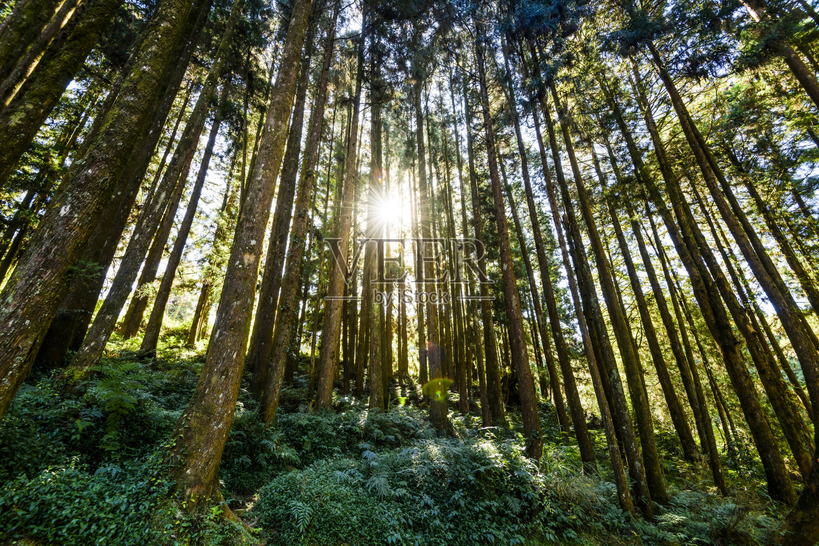 早晨美丽的绿色森林。阿里山的森林位于台湾嘉义。照片摄影图片